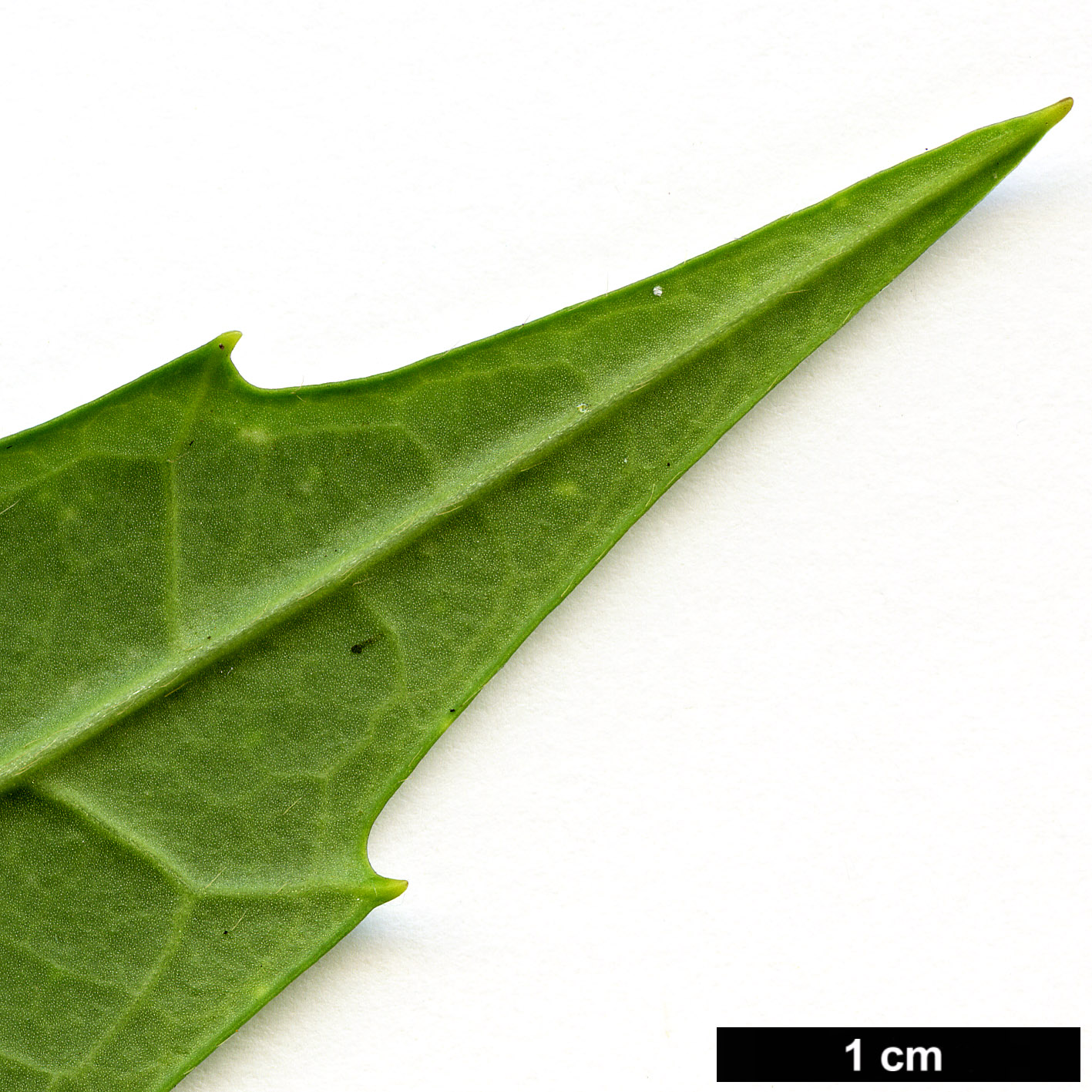 High resolution image: Family: Garryaceae - Genus: Aucuba - Taxon: himalaica