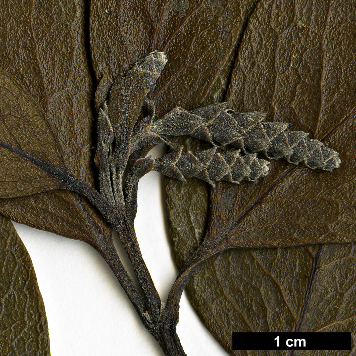 High resolution image: Family: Garryaceae - Genus: Garrya - Taxon: buxifolia