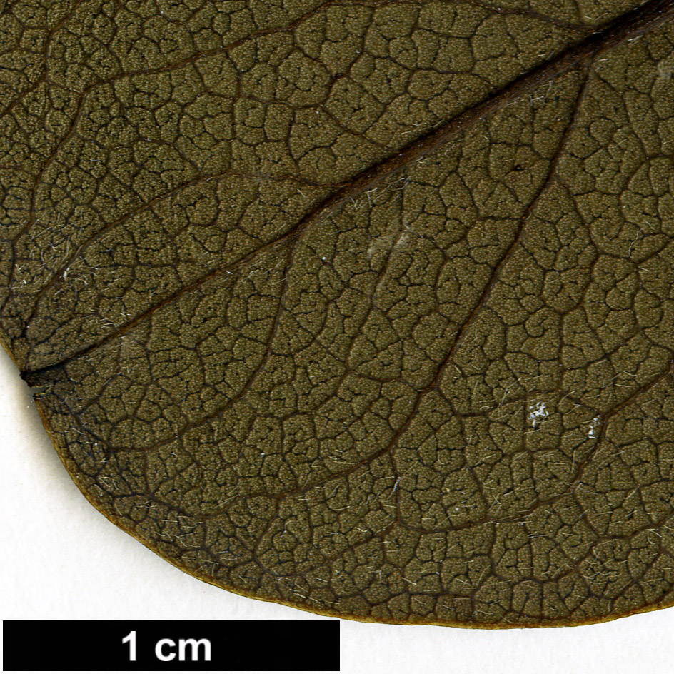 High resolution image: Family: Garryaceae - Genus: Garrya - Taxon: buxifolia