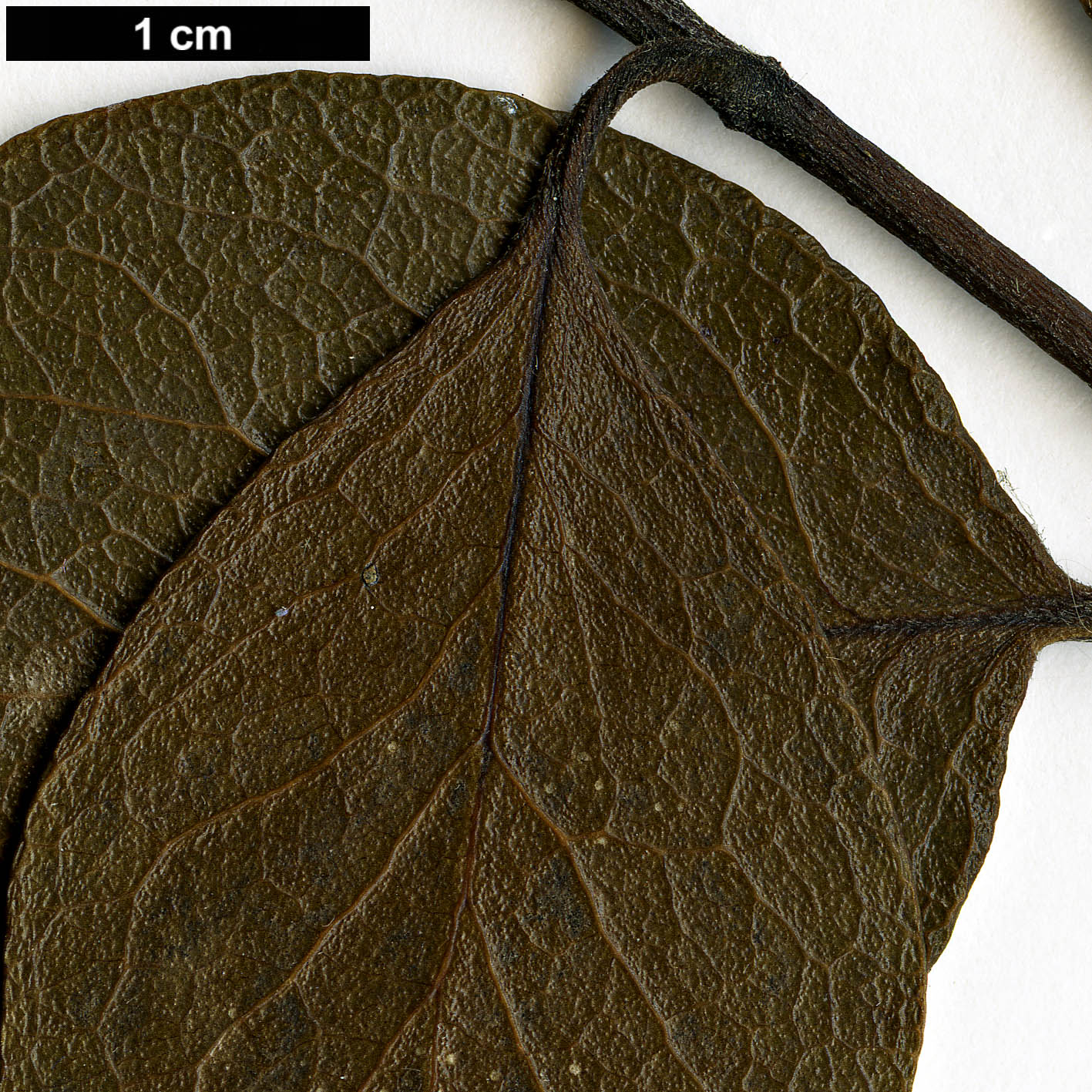 High resolution image: Family: Garryaceae - Genus: Garrya - Taxon: buxifolia