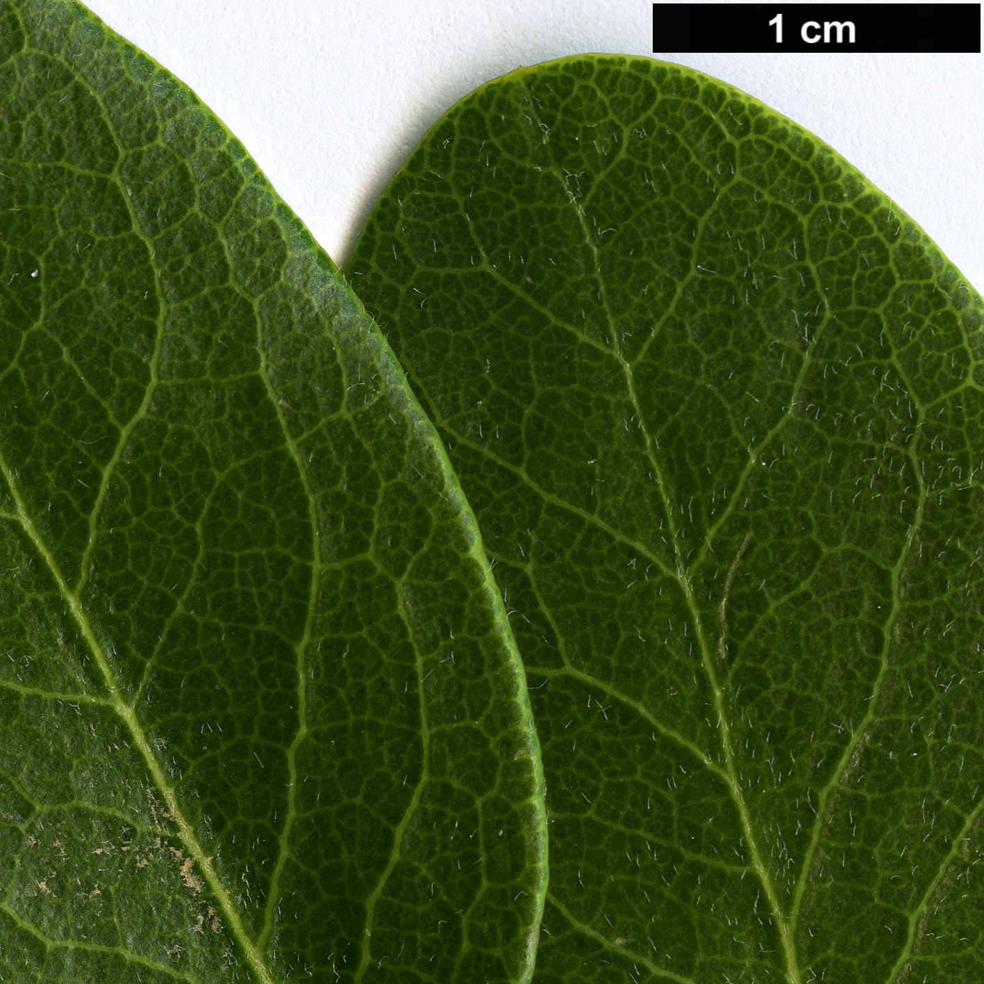 High resolution image: Family: Garryaceae - Genus: Garrya - Taxon: buxifolia