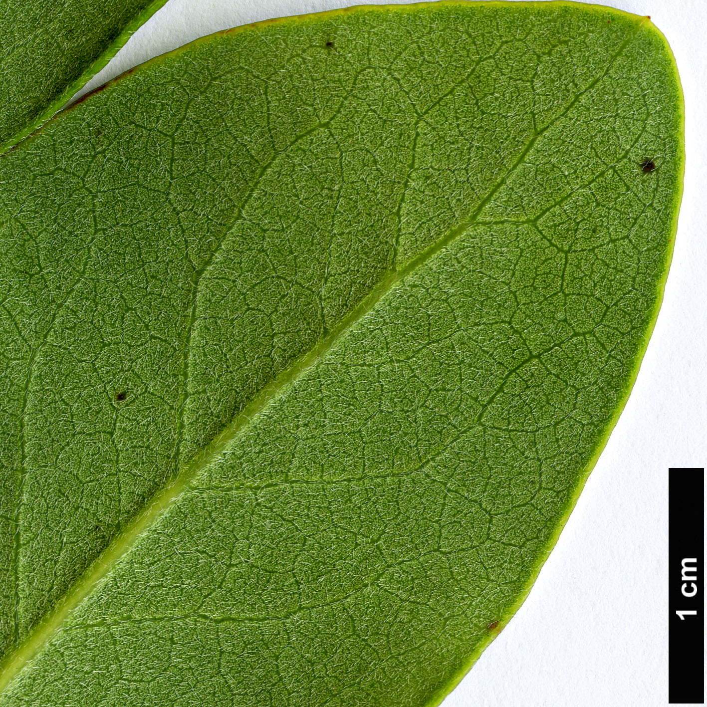 High resolution image: Family: Garryaceae - Genus: Garrya - Taxon: buxifolia