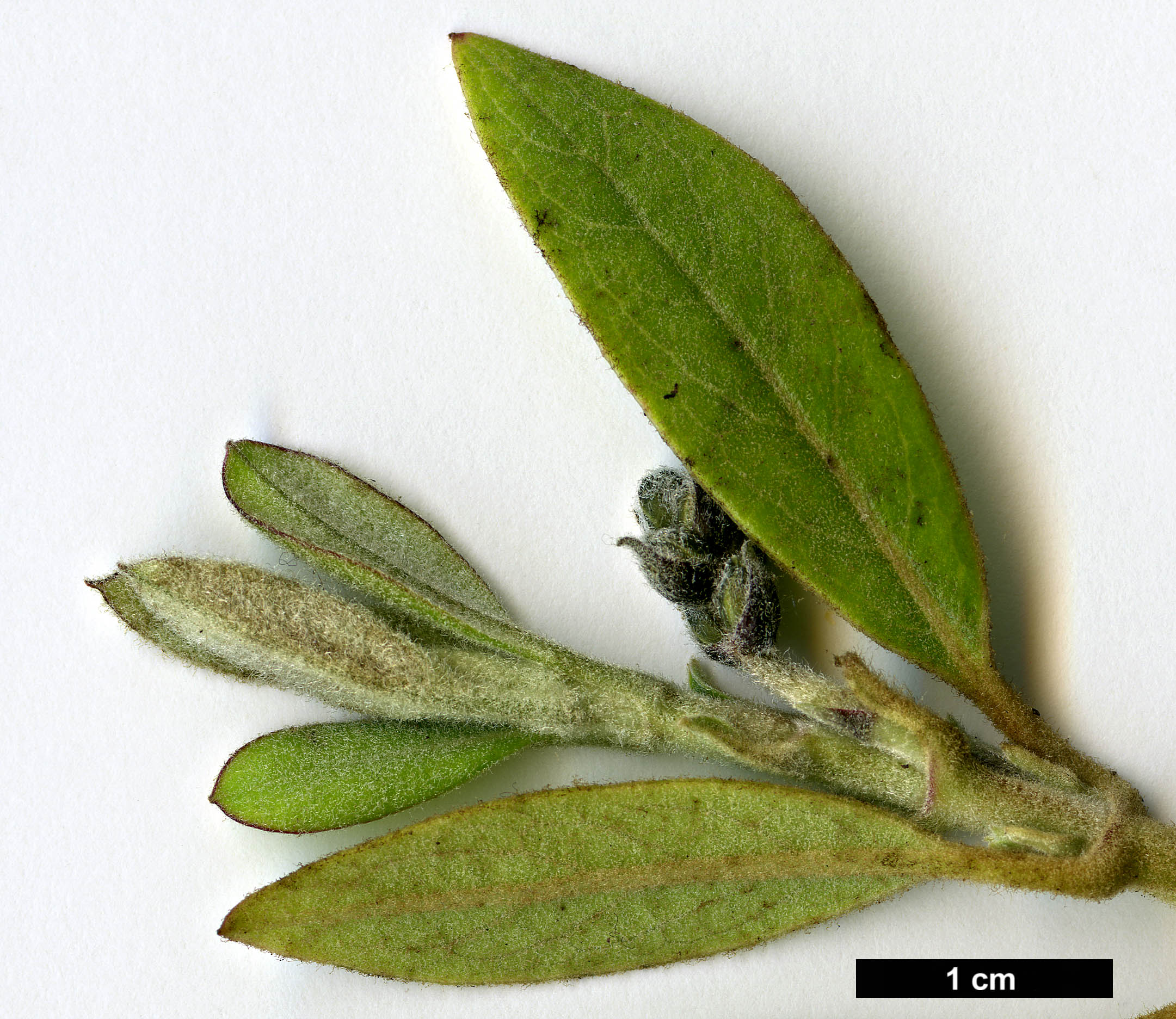 High resolution image: Family: Garryaceae - Genus: Garrya - Taxon: laurifolia