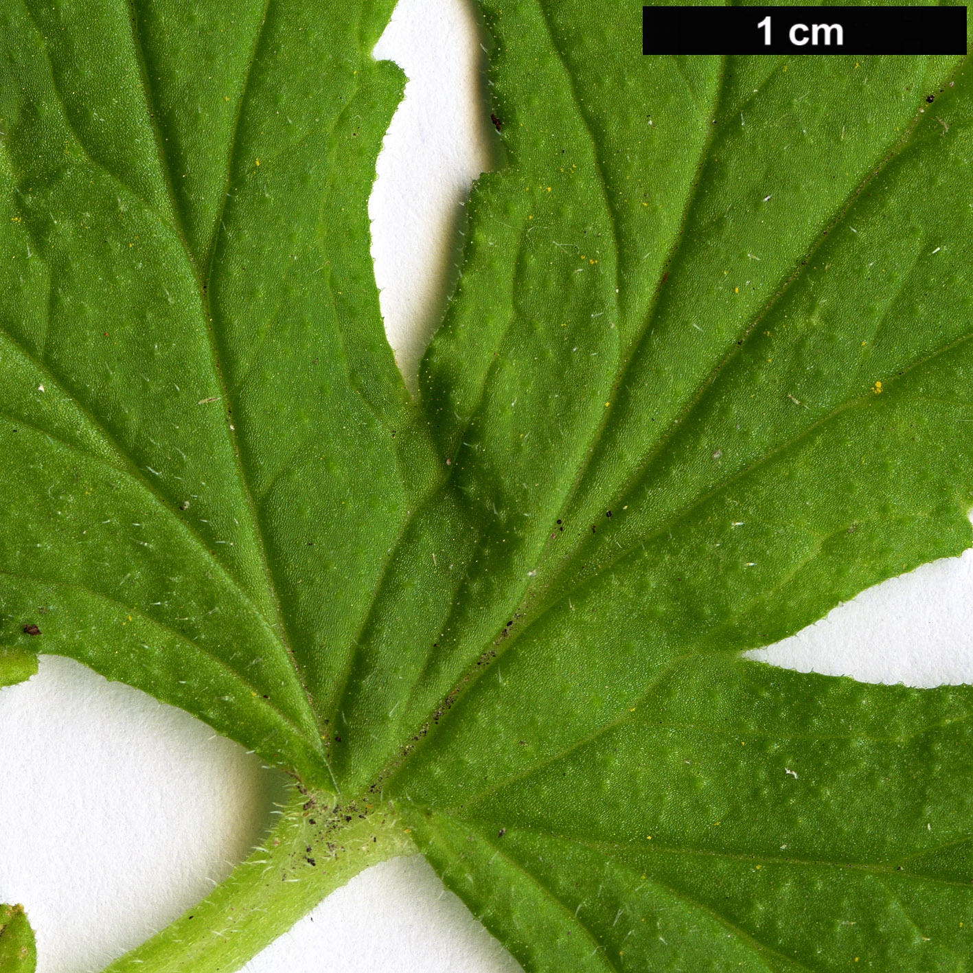 High resolution image: Family: Geraniaceae - Genus: Pelargonium - Taxon: graveolens High resolution image: Family: Geraniaceae - Genus: Pelargonium - Taxon: graveolens