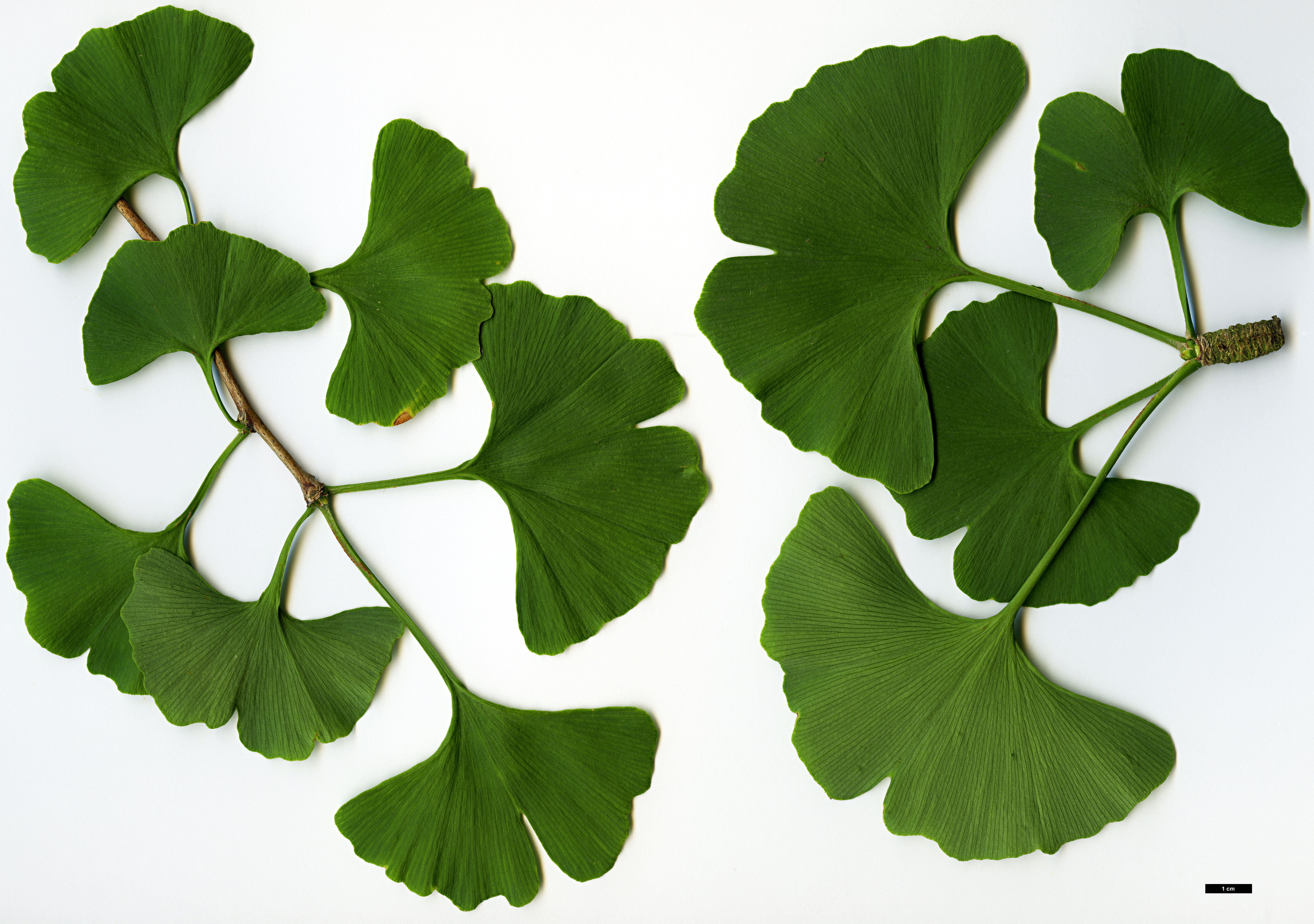 High resolution image: Family: Ginkgoaceae - Genus: Ginkgo - Taxon: biloba High resolution image: Family: Ginkgoaceae - Genus: Ginkgo - Taxon: biloba