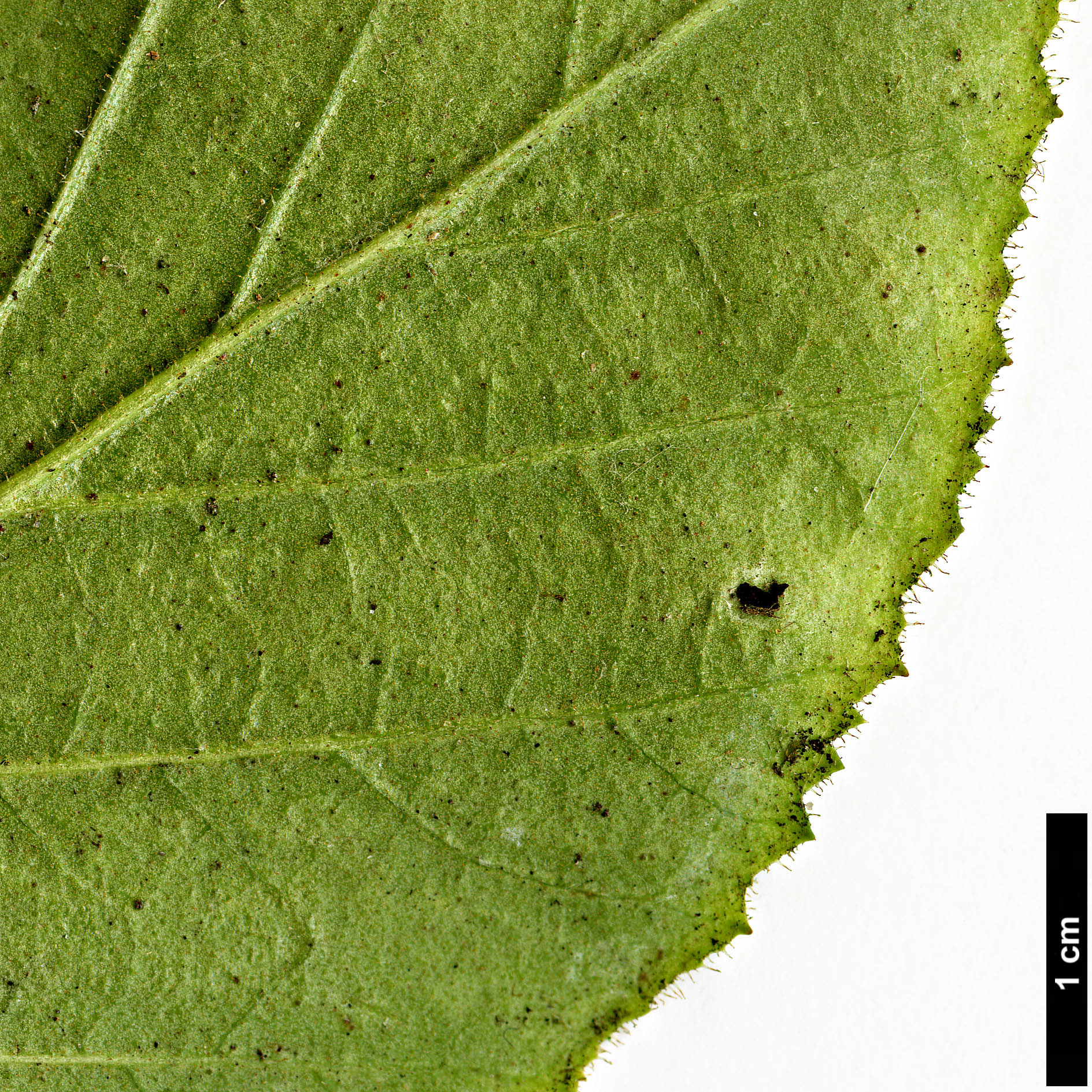 High resolution image: Family: Grossulariaceae - Genus: Ribes - Taxon: henryi