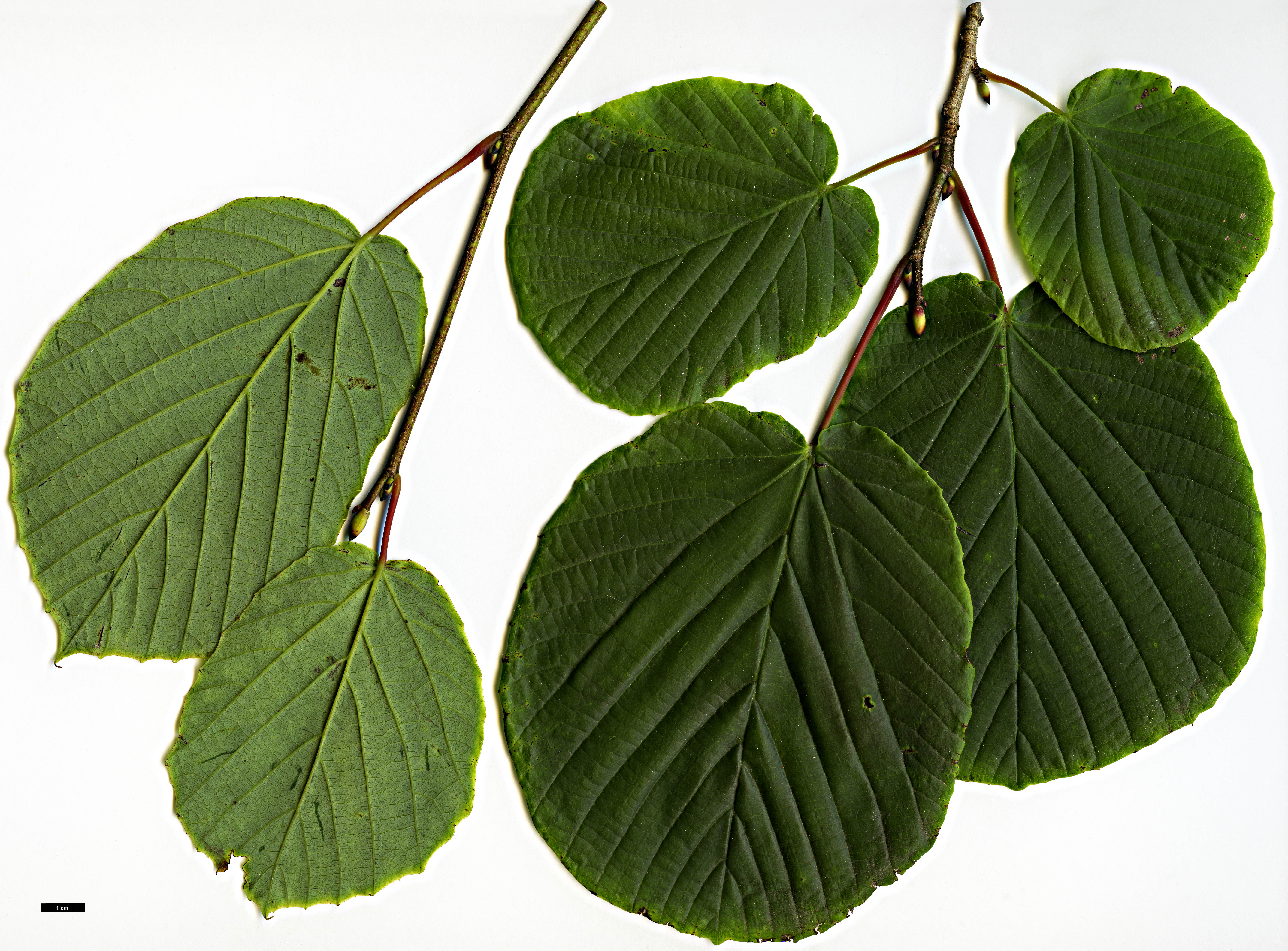 High resolution image: Family: Hamamelidaceae - Genus: Corylopsis - Taxon: sinensis