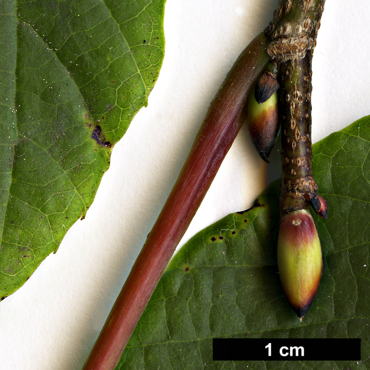 High resolution image: Family: Hamamelidaceae - Genus: Corylopsis - Taxon: sinensis