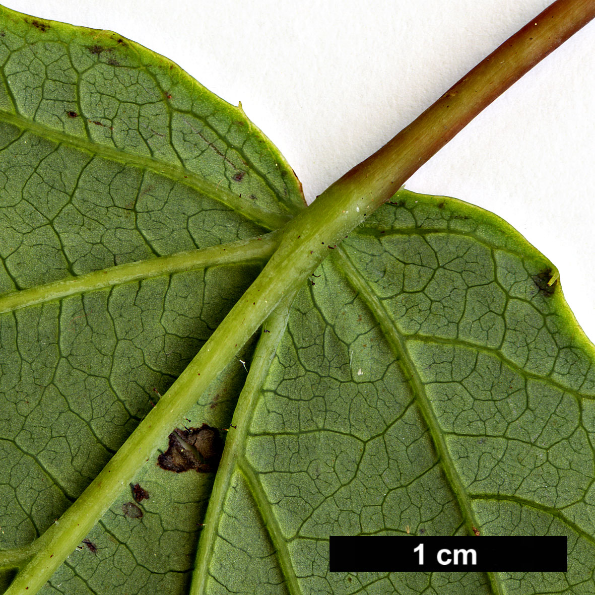 High resolution image: Family: Hamamelidaceae - Genus: Corylopsis - Taxon: sinensis