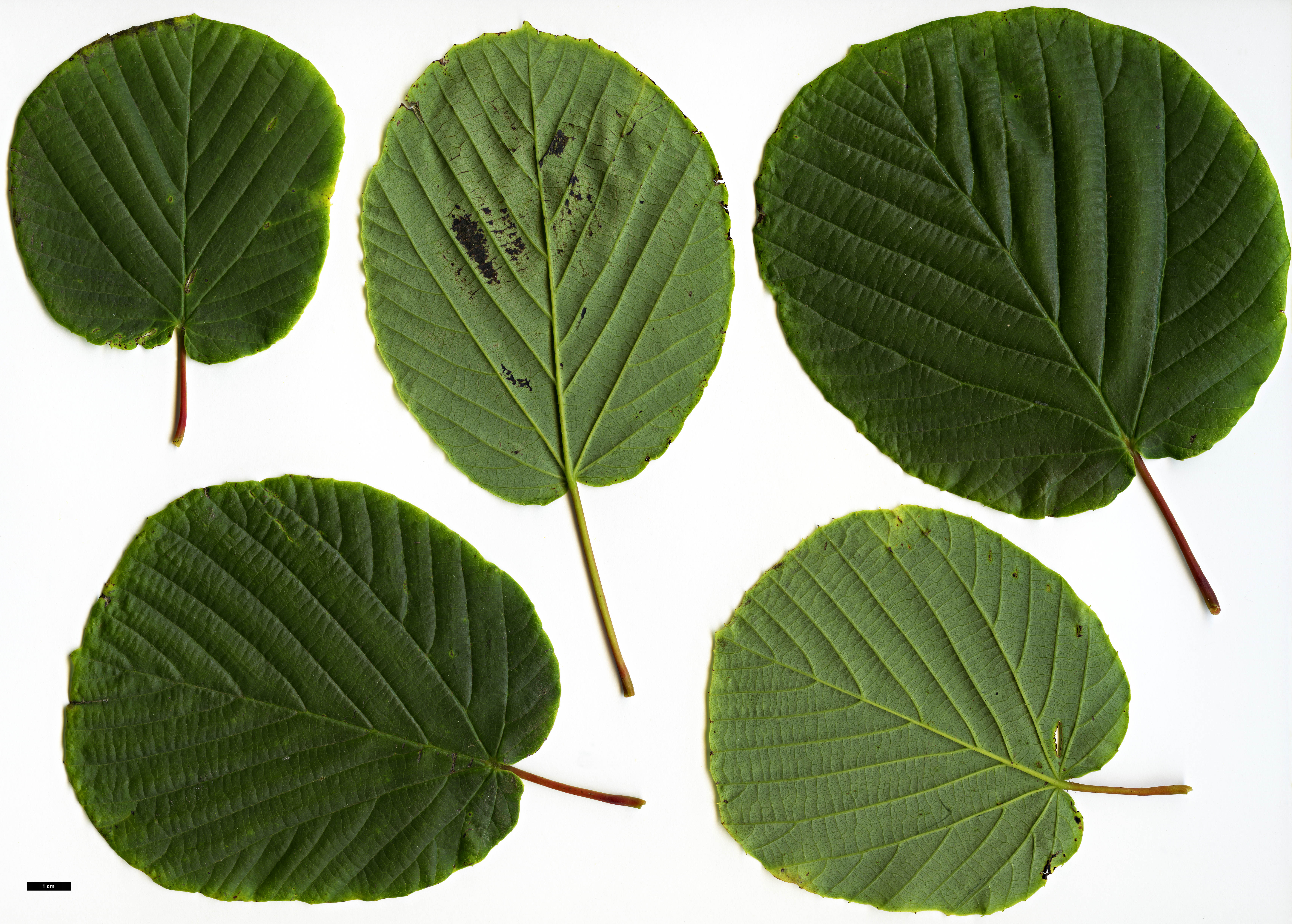 High resolution image: Family: Hamamelidaceae - Genus: Corylopsis - Taxon: sinensis