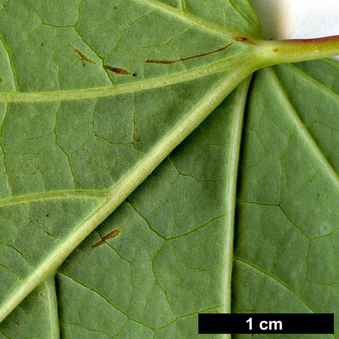 High resolution image: Family: Hamamelidaceae - Genus: Disanthus - Taxon: cercidifolius High resolution image: Family: Hamamelidaceae - Genus: Disanthus - Taxon: cercidifolius
