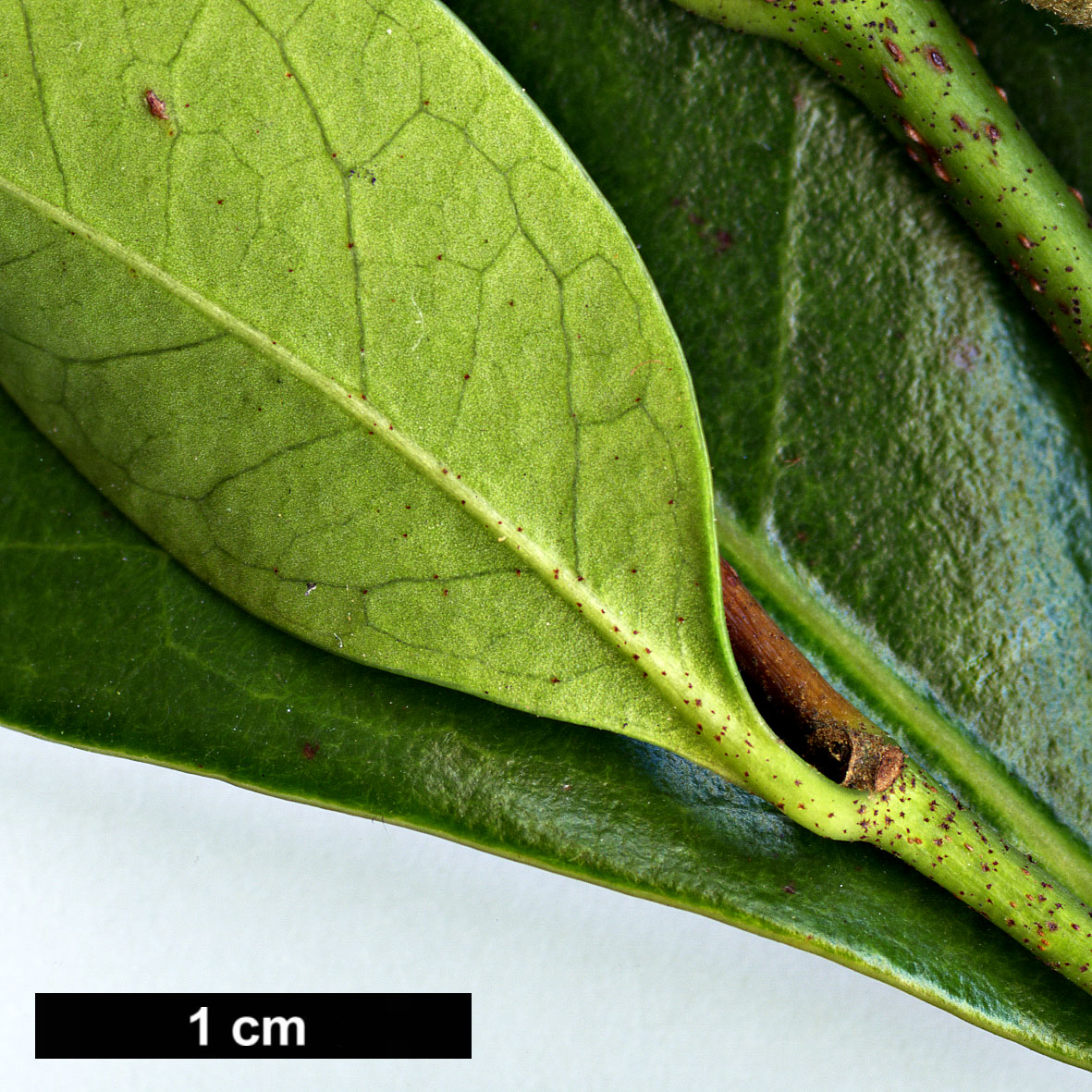 High resolution image: Family: Hamamelidaceae - Genus: Distylium - Taxon: racemosum High resolution image: Family: Hamamelidaceae - Genus: Distylium - Taxon: racemosum