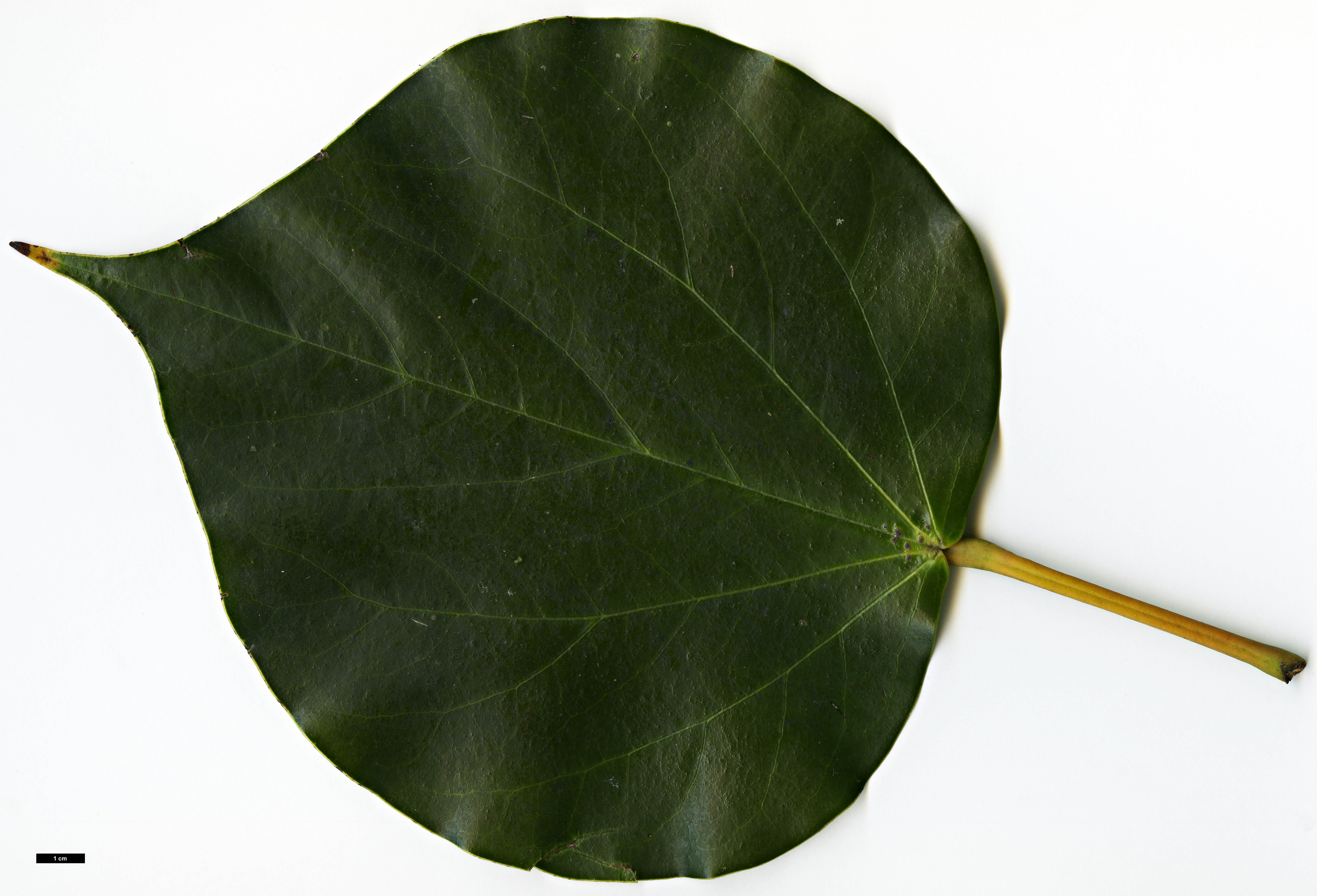 High resolution image: Family: Hamamelidaceae - Genus: Exbucklandia - Taxon: populnea High resolution image: Family: Hamamelidaceae - Genus: Exbucklandia - Taxon: populnea