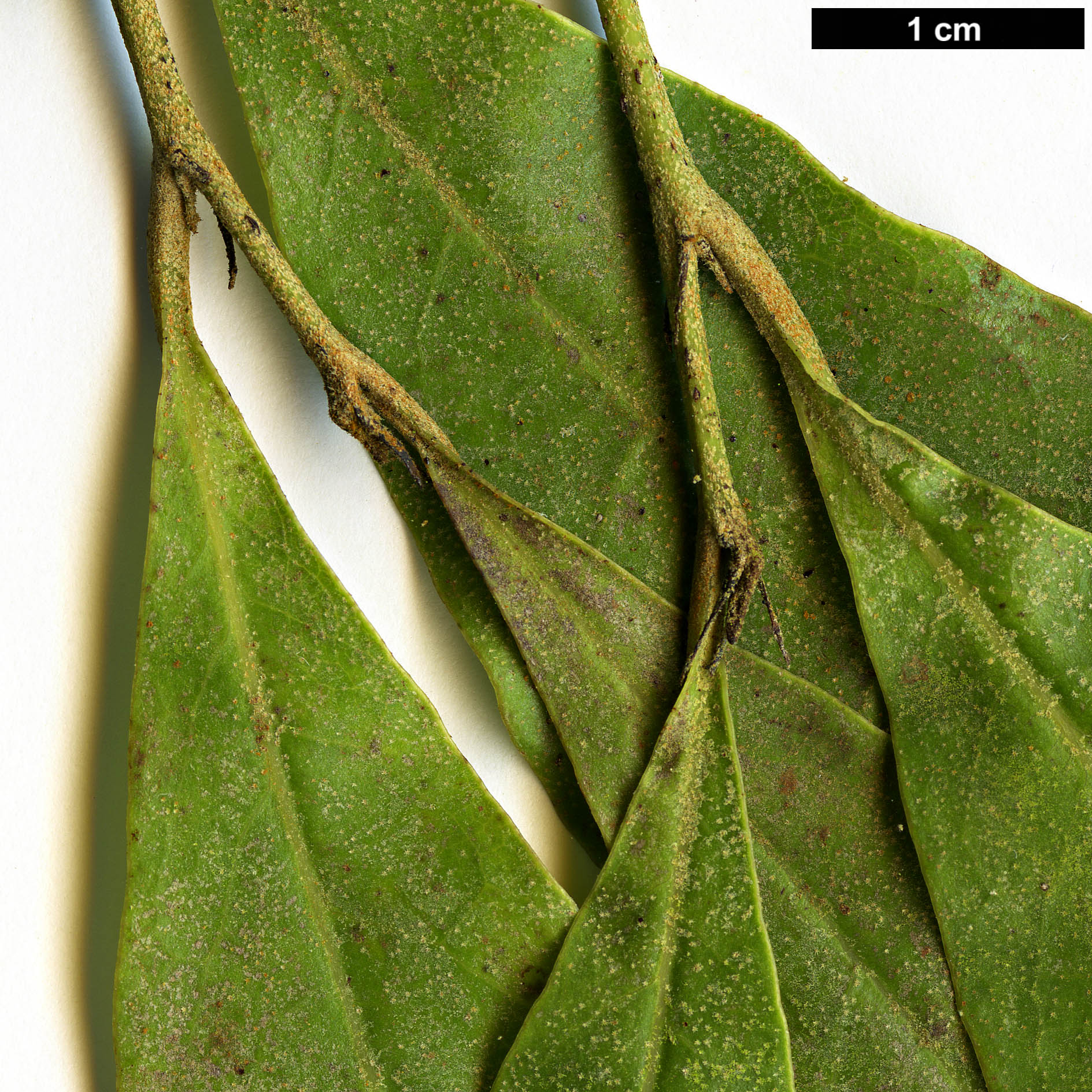 High resolution image: Family: Hamamelidaceae - Genus: Neostrearia - Taxon: fleckeri High resolution image: Family: Hamamelidaceae - Genus: Neostrearia - Taxon: fleckeri