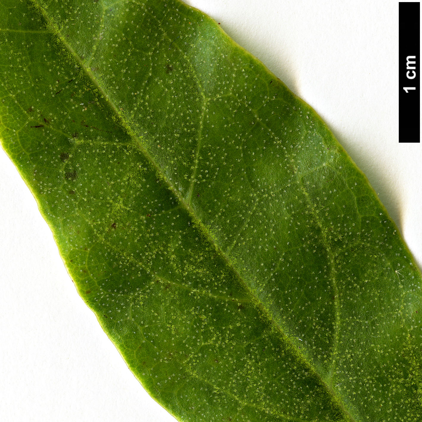 High resolution image: Family: Hamamelidaceae - Genus: Neostrearia - Taxon: fleckeri High resolution image: Family: Hamamelidaceae - Genus: Neostrearia - Taxon: fleckeri