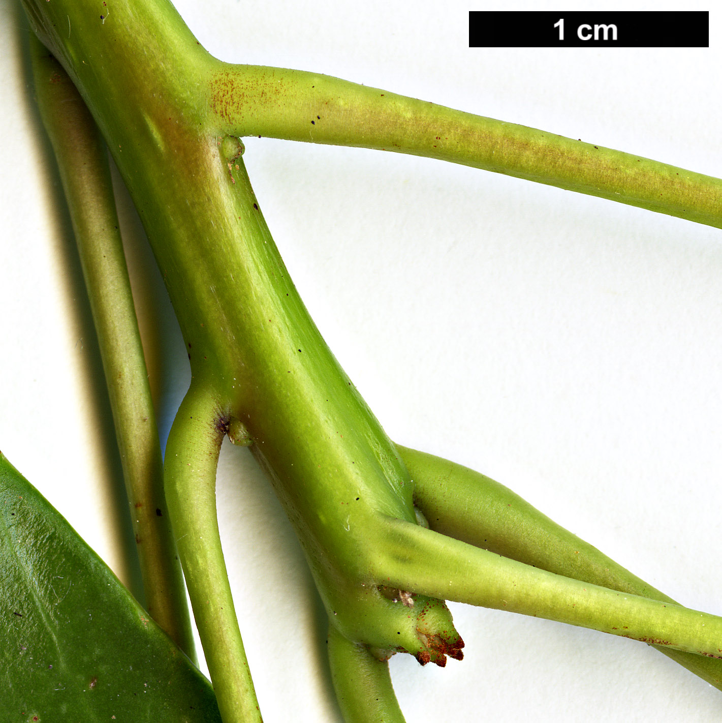 High resolution image: Family: Hamamelidaceae - Genus: Rhodoleia - Taxon: championii