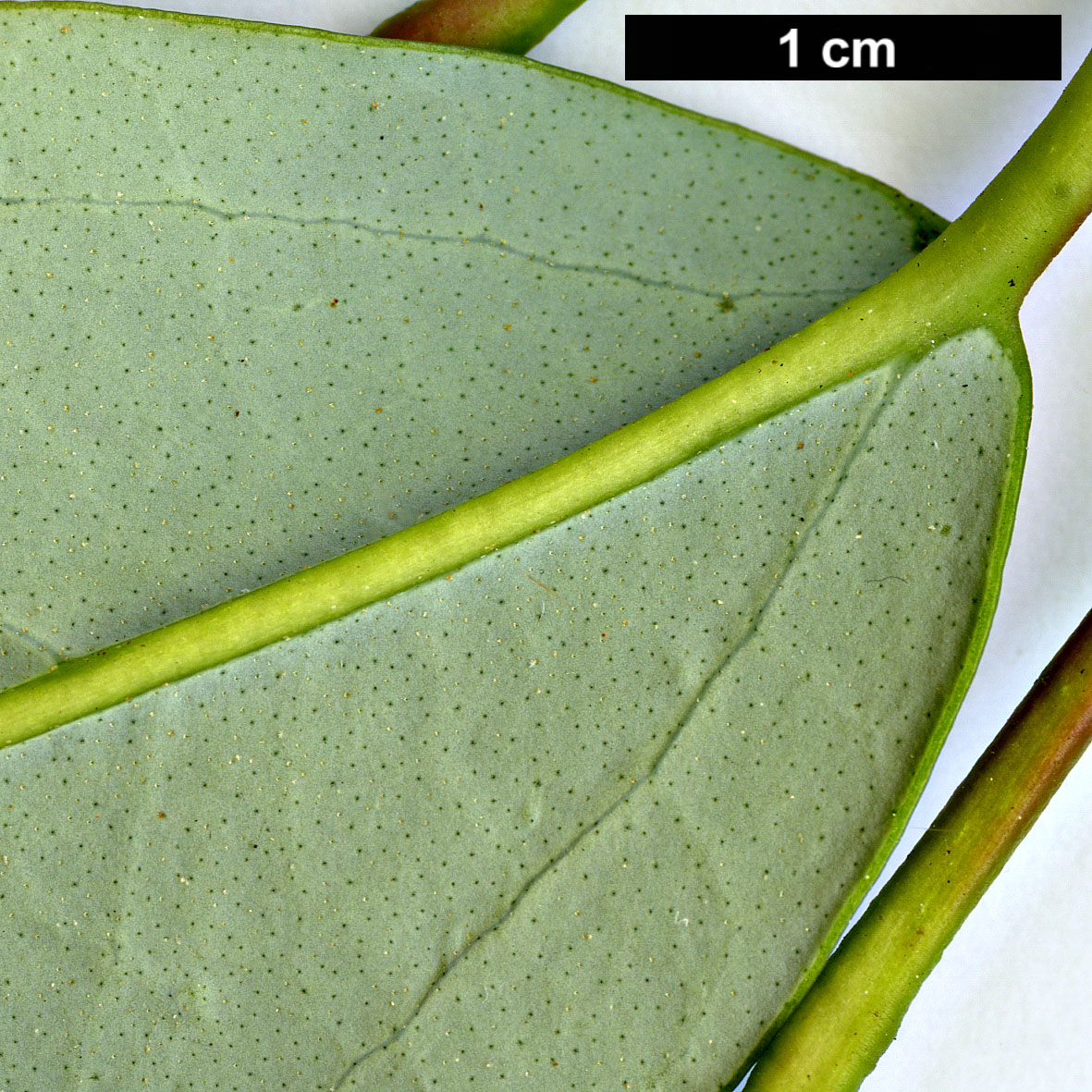 High resolution image: Family: Hamamelidaceae - Genus: Rhodoleia - Taxon: henryi High resolution image: Family: Hamamelidaceae - Genus: Rhodoleia - Taxon: henryi