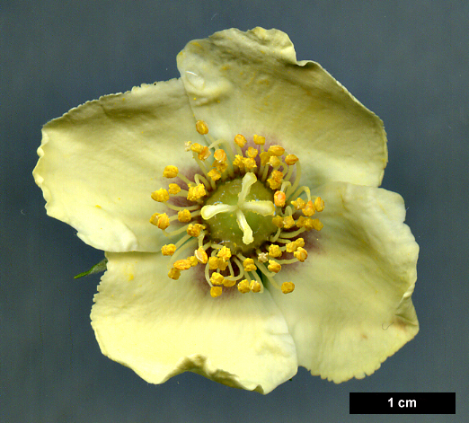 High resolution image: Family: Hydrangeaceae - Genus: Philadelphus - Taxon: mexicanus High resolution image: Family: Hydrangeaceae - Genus: Philadelphus - Taxon: mexicanus