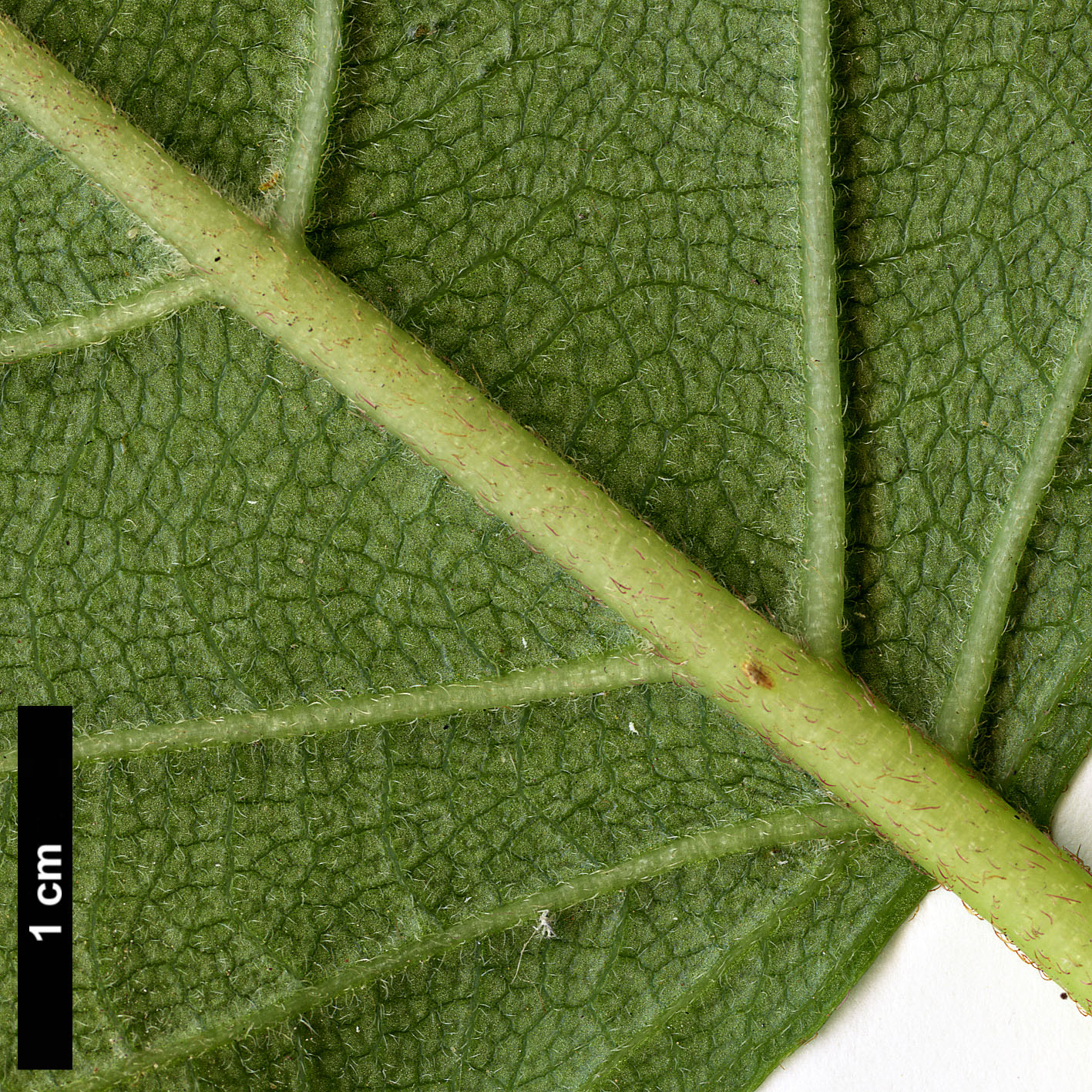 High resolution image: Family: Hydrangeaceae - Genus: Schizophragma - Taxon: integrifolium High resolution image: Family: Hydrangeaceae - Genus: Schizophragma - Taxon: integrifolium