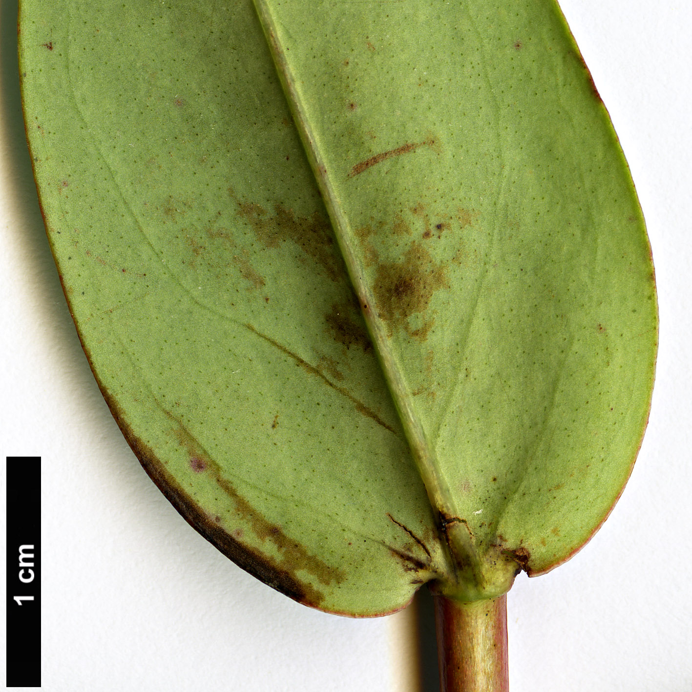 High resolution image: Family: Hypericaceae - Genus: Hypericum - Taxon: augustinii High resolution image: Family: Hypericaceae - Genus: Hypericum - Taxon: augustinii