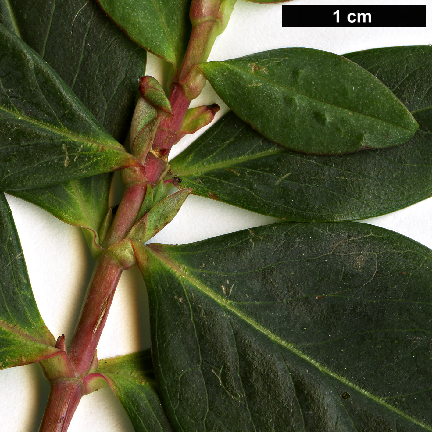 High resolution image: Family: Hypericaceae - Genus: Hypericum - Taxon: latisepalum High resolution image: Family: Hypericaceae - Genus: Hypericum - Taxon: latisepalum