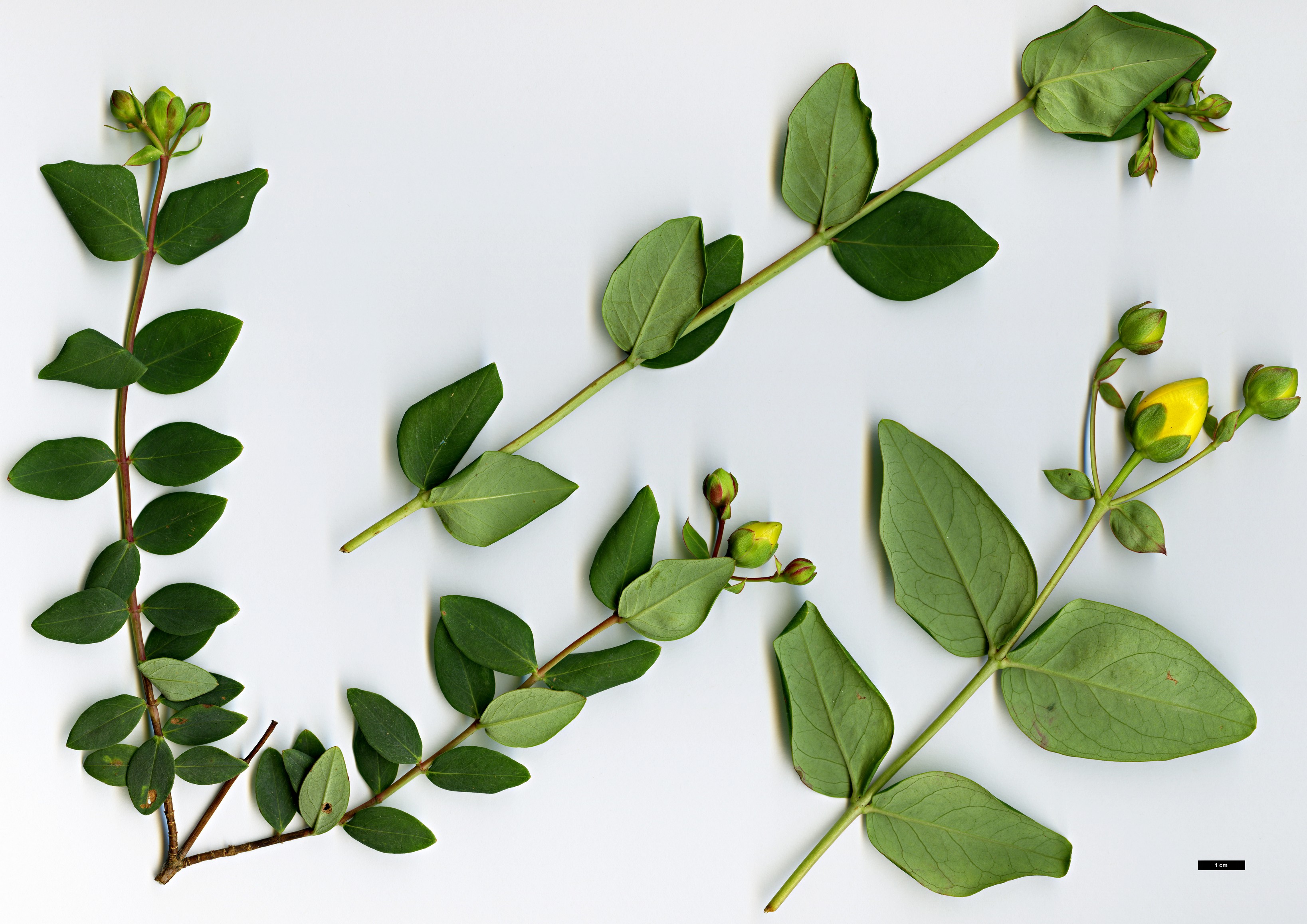 High resolution image: Family: Hypericaceae - Genus: Hypericum - Taxon: oxyphyllum