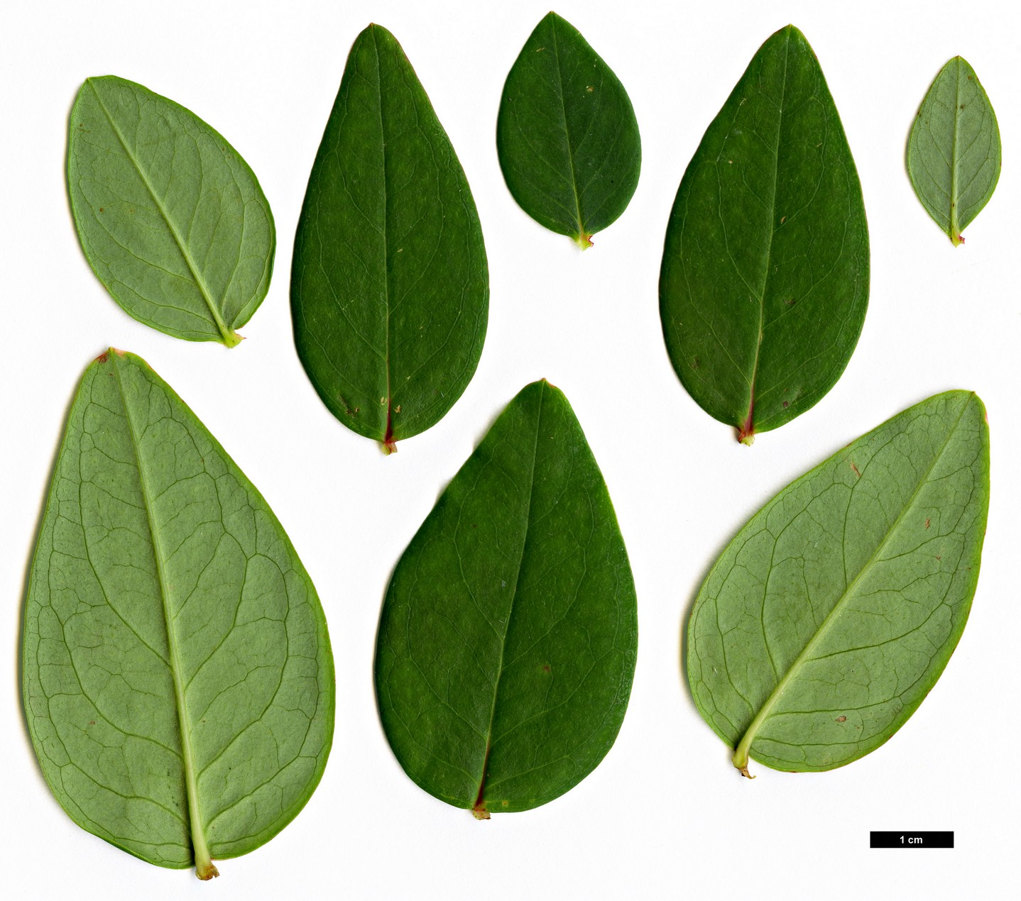 High resolution image: Family: Hypericaceae - Genus: Hypericum - Taxon: oxyphyllum
