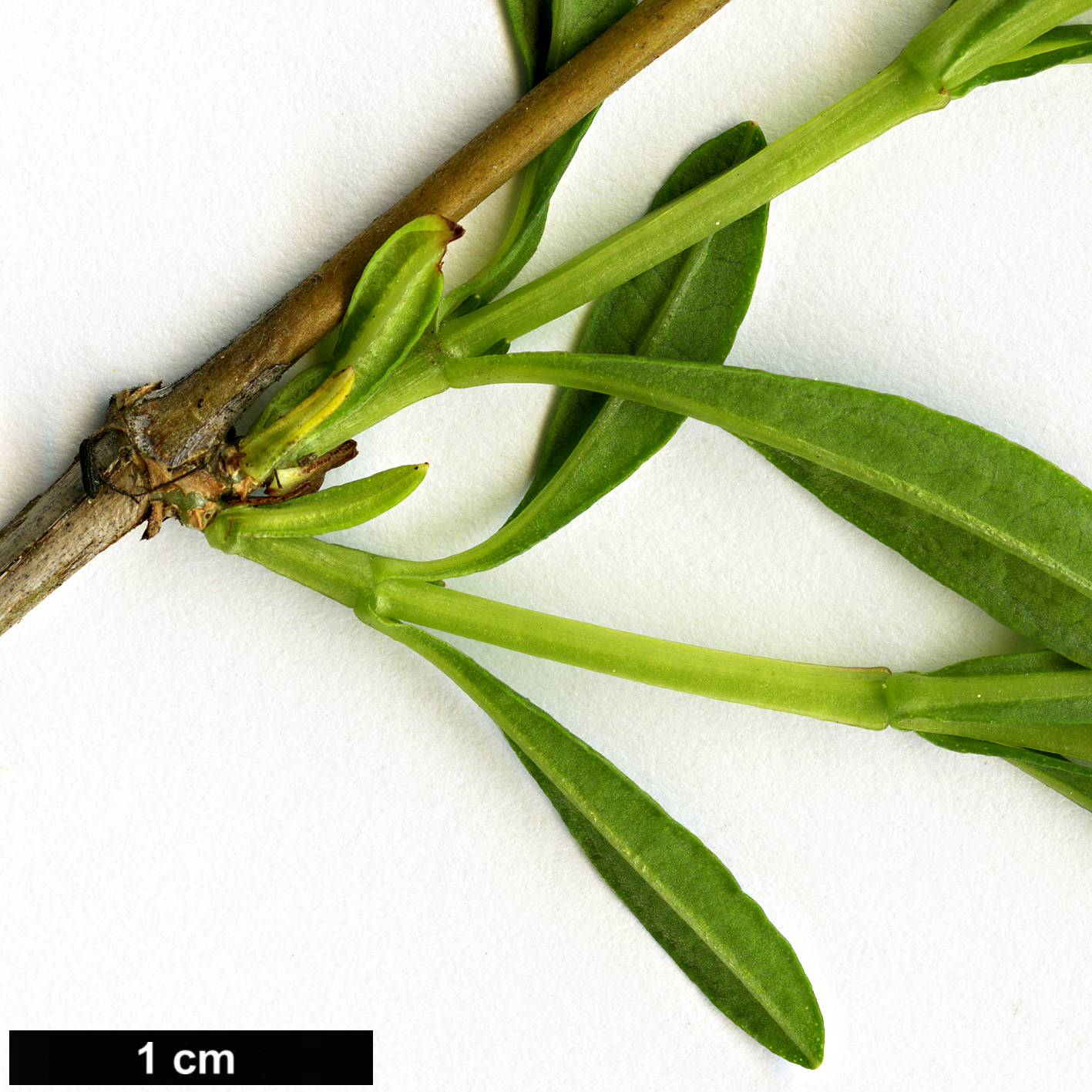 High resolution image: Family: Hypericaceae - Genus: Hypericum - Taxon: prolificum High resolution image: Family: Hypericaceae - Genus: Hypericum - Taxon: prolificum
