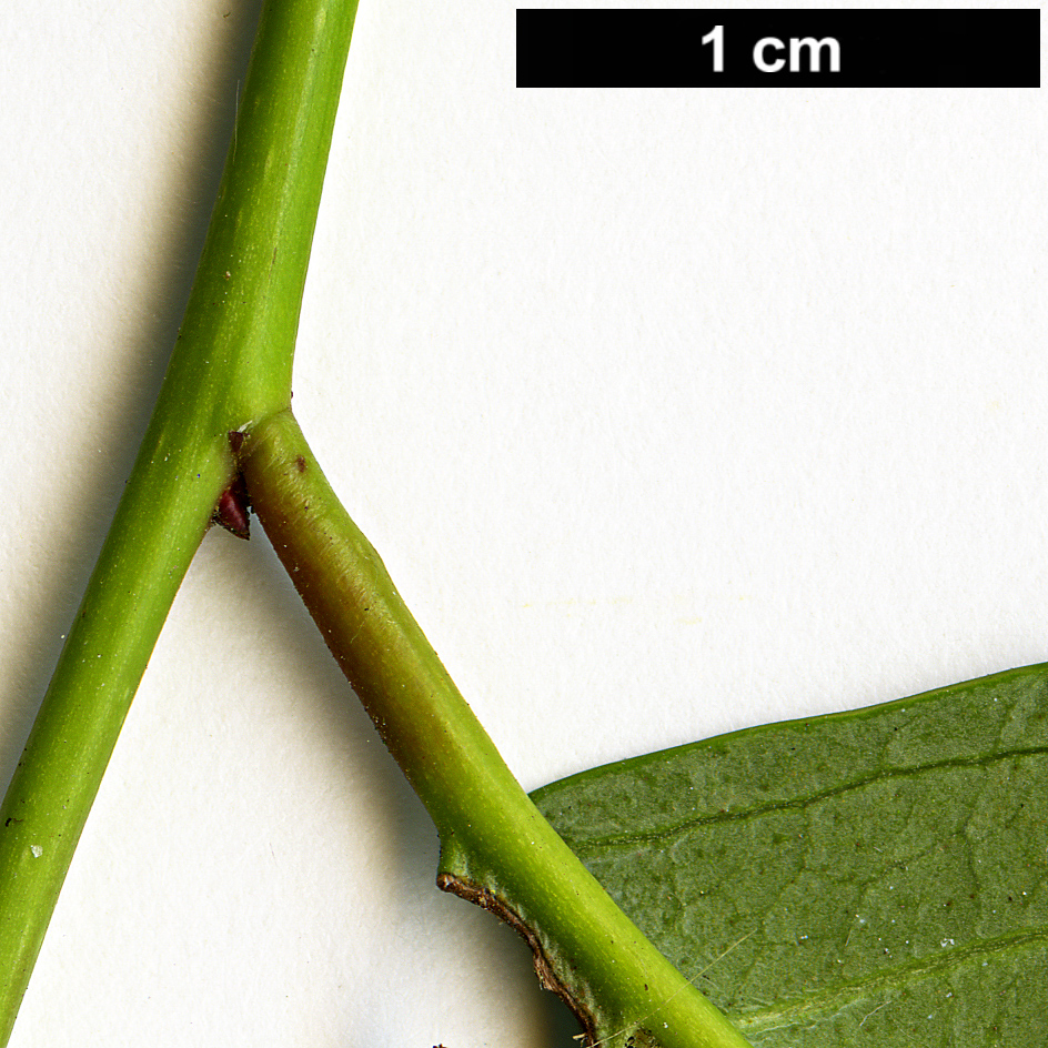 High resolution image: Family: Iteaceae - Genus: Itea - Taxon: ilicifolia