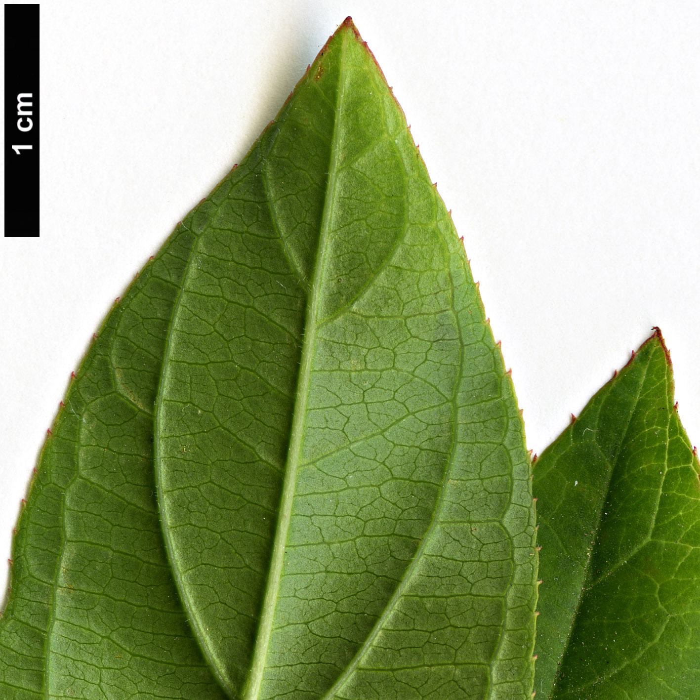 High resolution image: Family: Iteaceae - Genus: Itea - Taxon: virginica