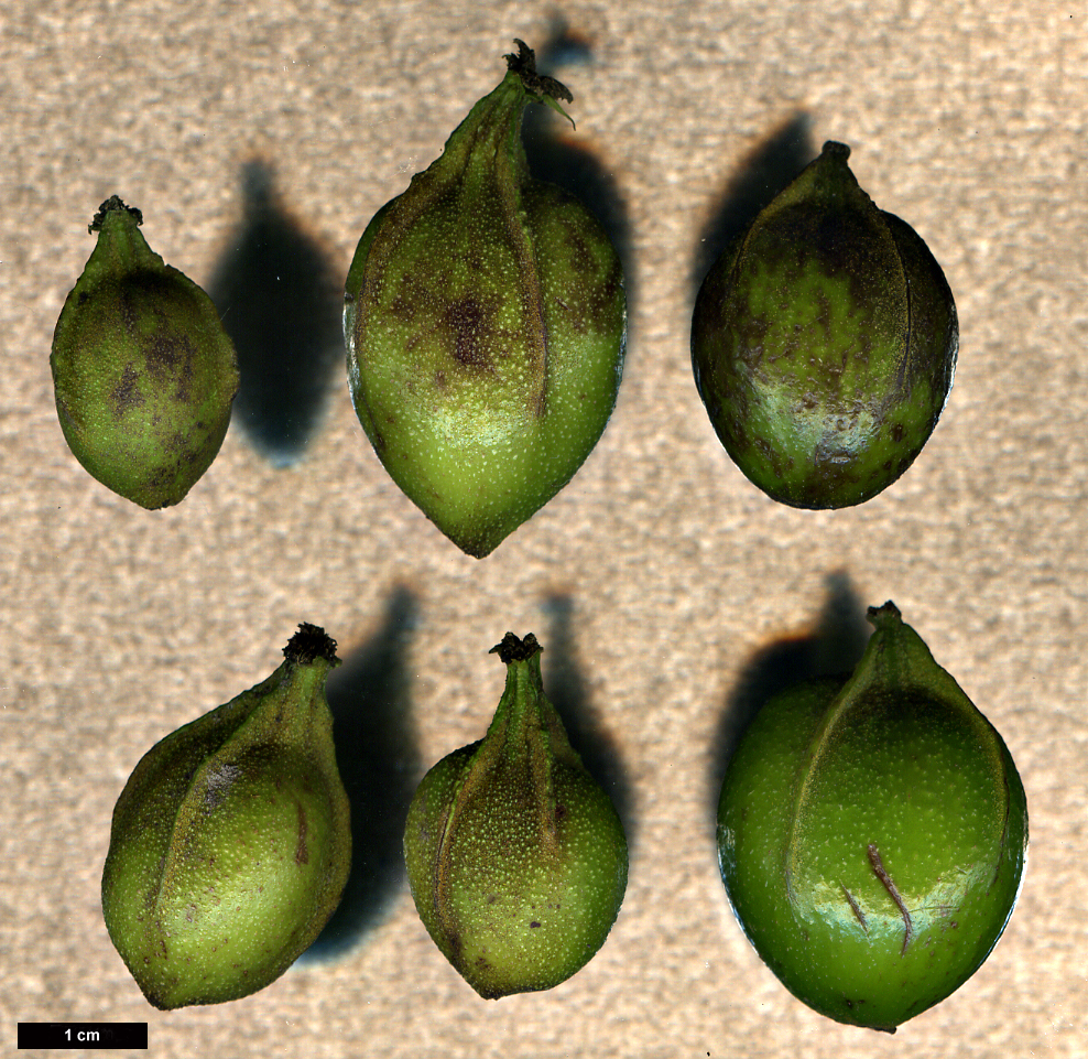 High resolution image: Family: Juglandaceae - Genus: Carya - Taxon: cordiformis