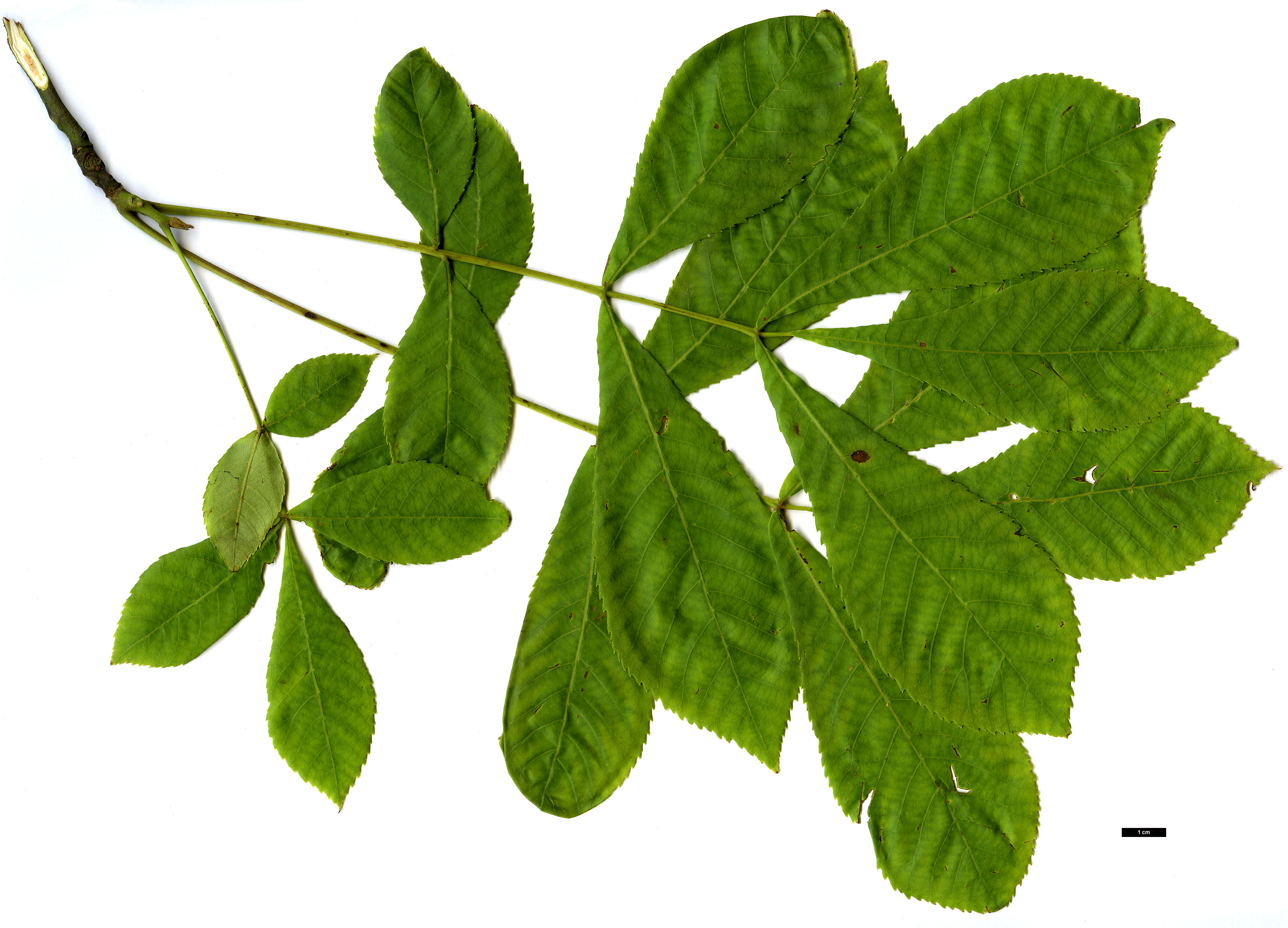 High resolution image: Family: Juglandaceae - Genus: Carya - Taxon: texana