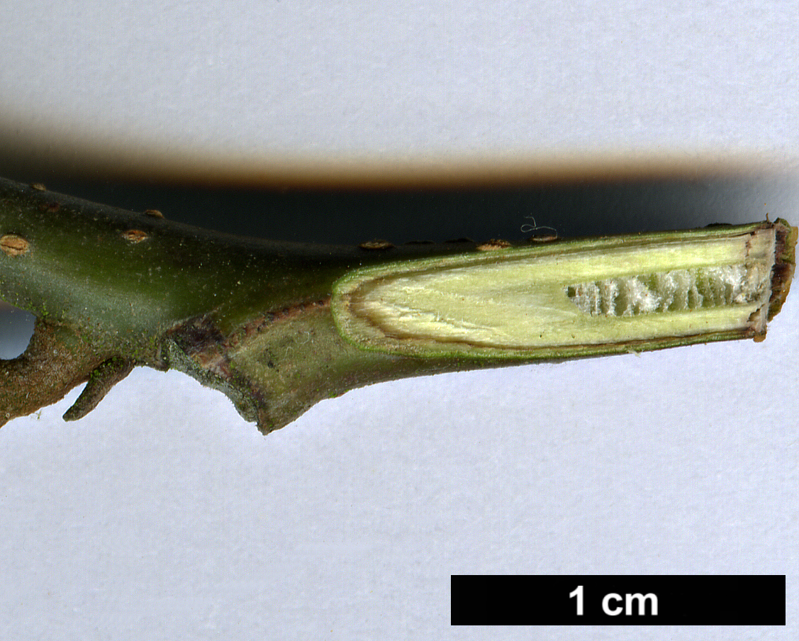 High resolution image: Family: Juglandaceae - Genus: Cyclocarya - Taxon: paliurus High resolution image: Family: Juglandaceae - Genus: Cyclocarya - Taxon: paliurus
