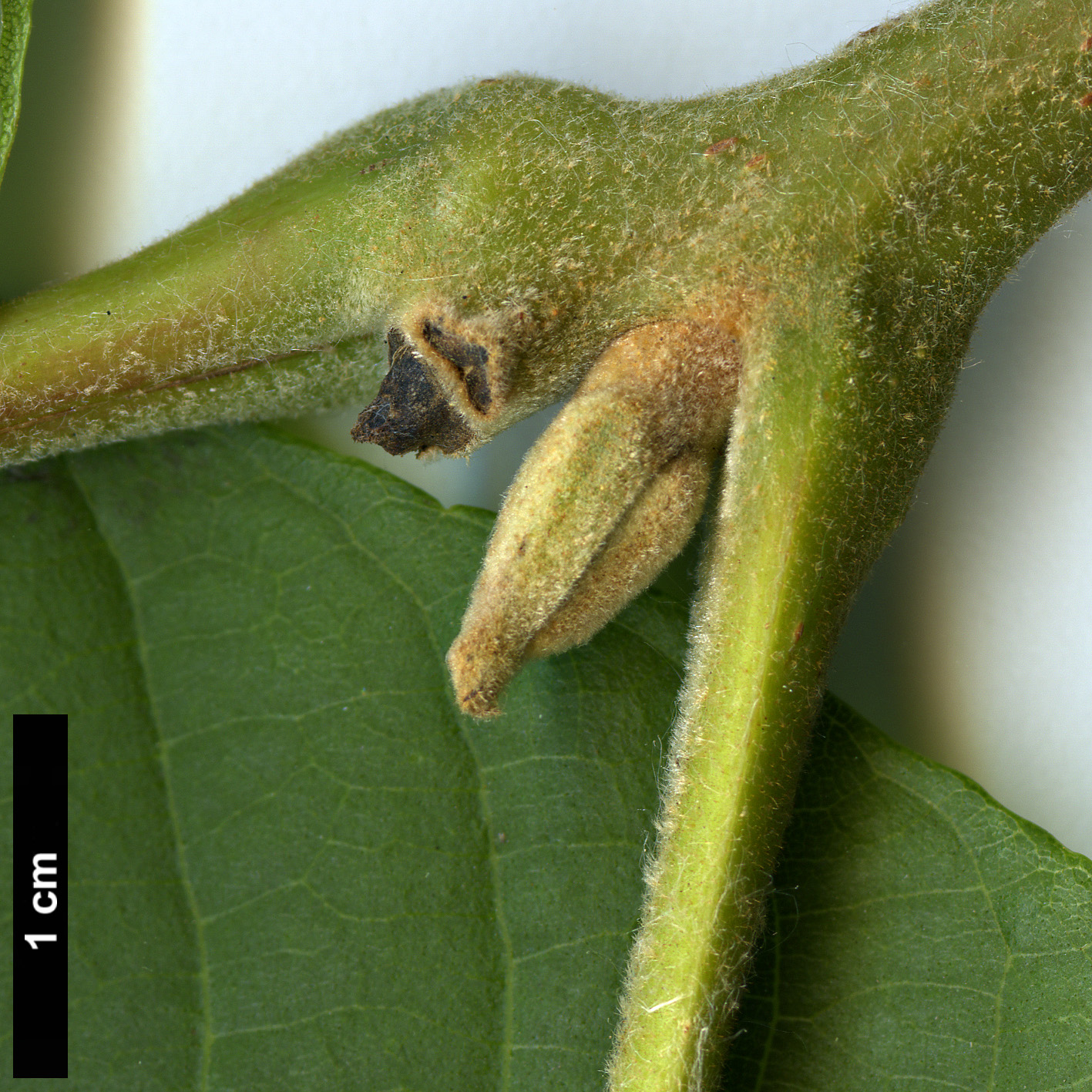 High resolution image: Family: Juglandaceae - Genus: Juglans - Taxon: australis High resolution image: Family: Juglandaceae - Genus: Juglans - Taxon: australis