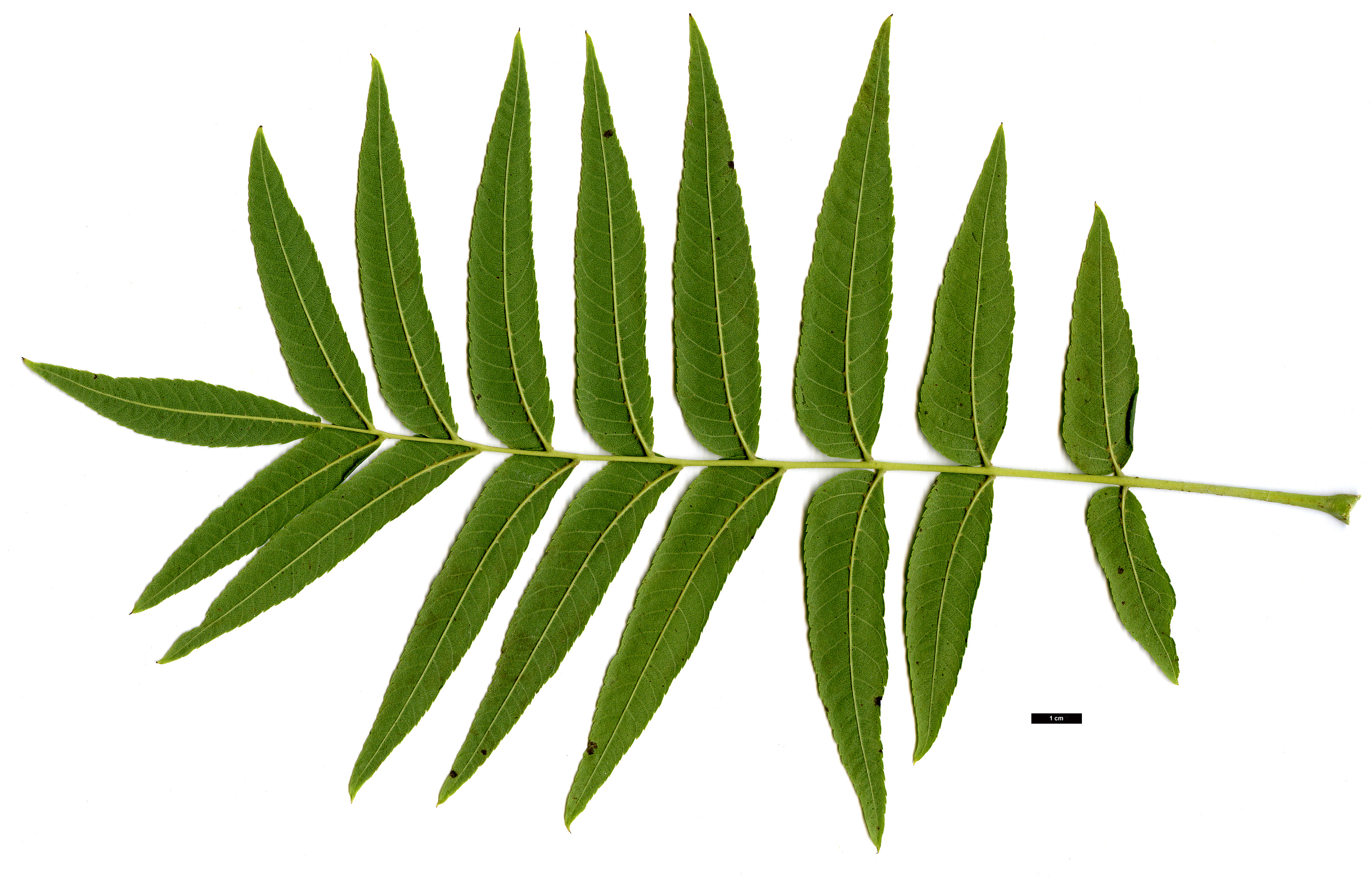 High resolution image: Family: Juglandaceae - Genus: Juglans - Taxon: microcarpa