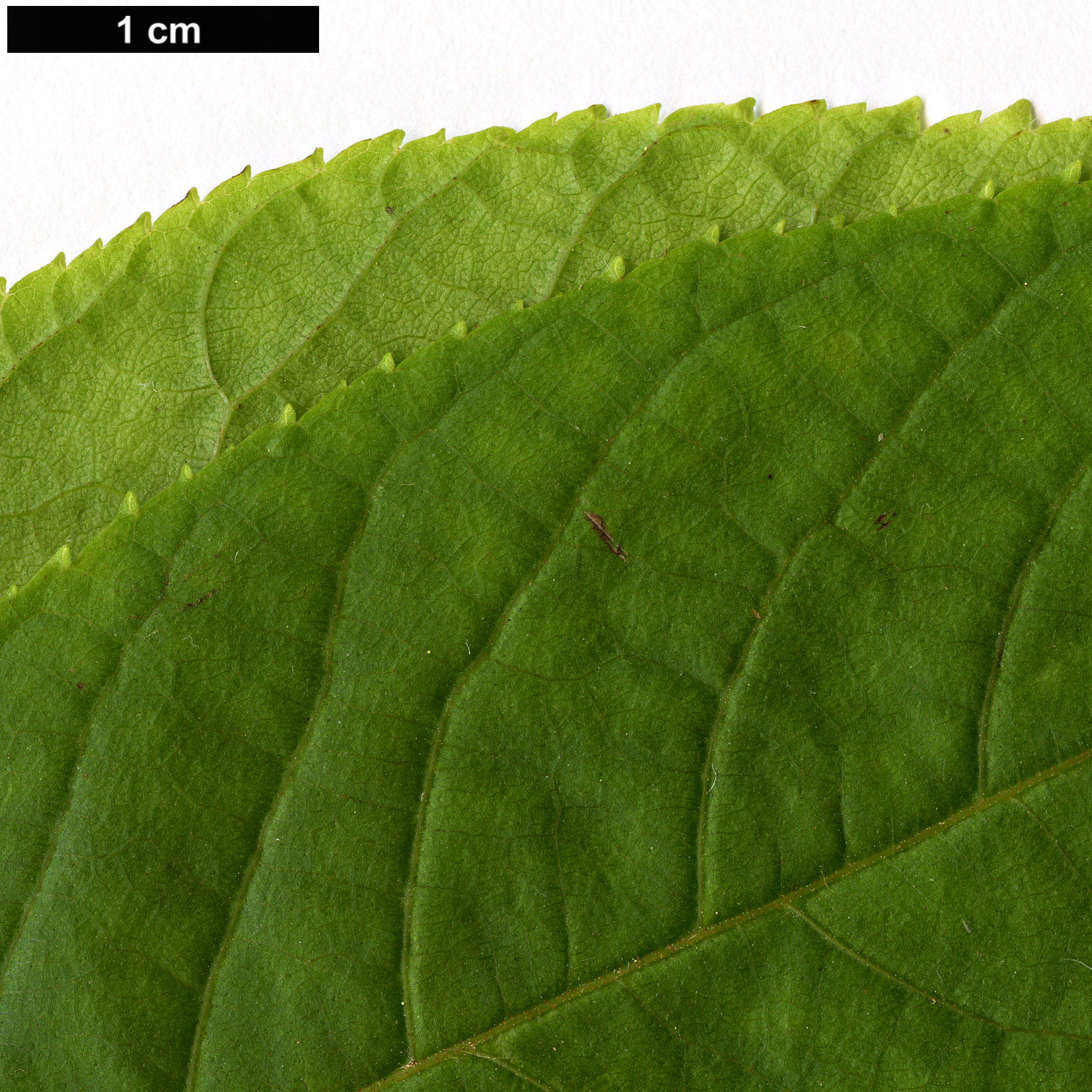 High resolution image: Family: Juglandaceae - Genus: Juglans - Taxon: neotropica