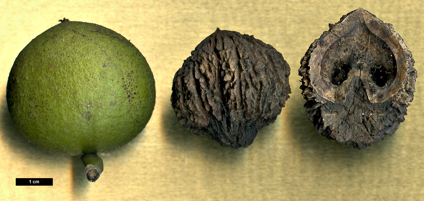 High resolution image: Family: Juglandaceae - Genus: Juglans - Taxon: nigra