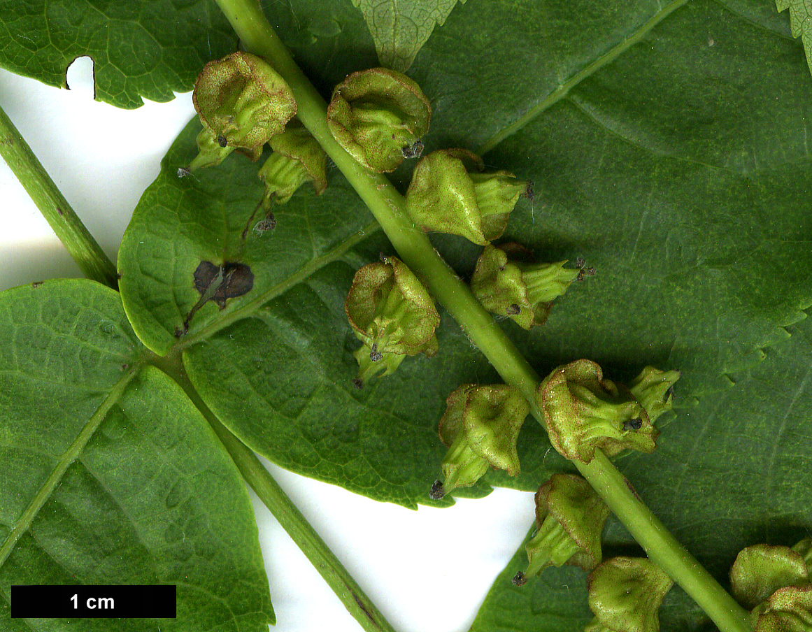 High resolution image: Family: Juglandaceae - Genus: Pterocarya - Taxon: fraxinifolia