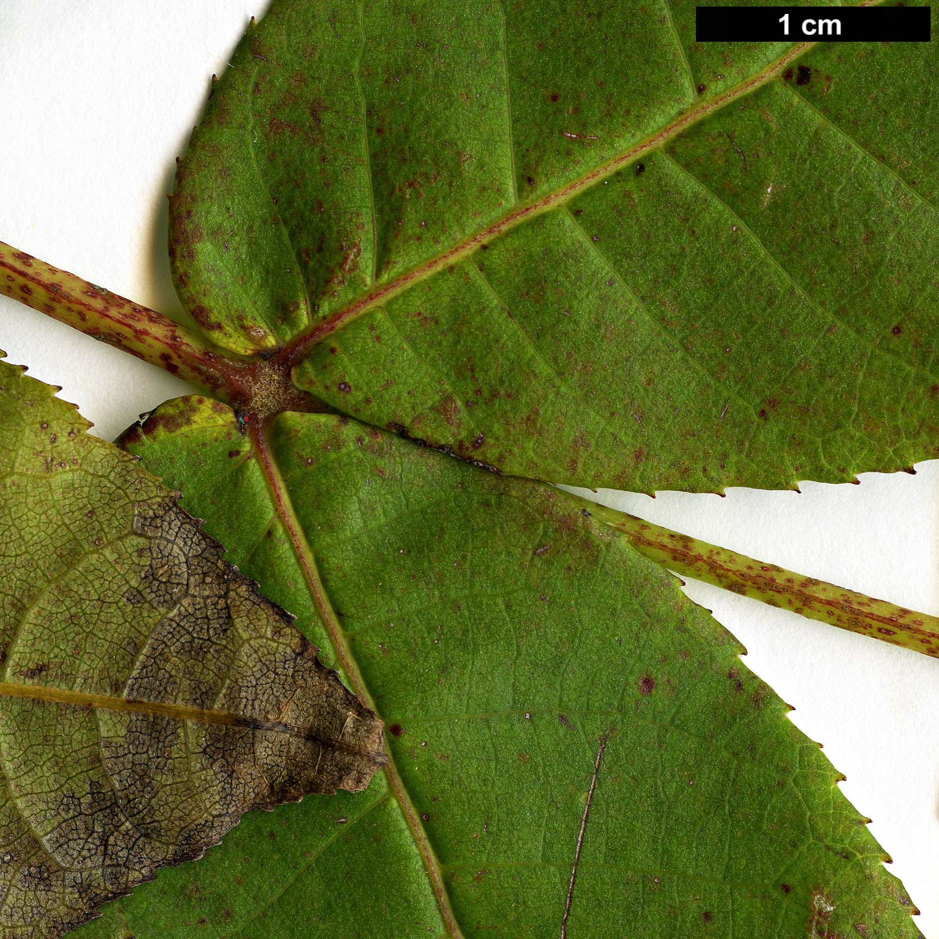 High resolution image: Family: Juglandaceae - Genus: Pterocarya - Taxon: hupehensis High resolution image: Family: Juglandaceae - Genus: Pterocarya - Taxon: hupehensis