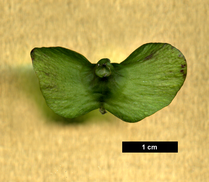 High resolution image: Family: Juglandaceae - Genus: Pterocarya - Taxon: rhoifolia