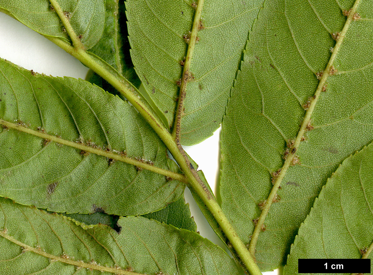 High resolution image: Family: Juglandaceae - Genus: Pterocarya - Taxon: stenoptera High resolution image: Family: Juglandaceae - Genus: Pterocarya - Taxon: stenoptera