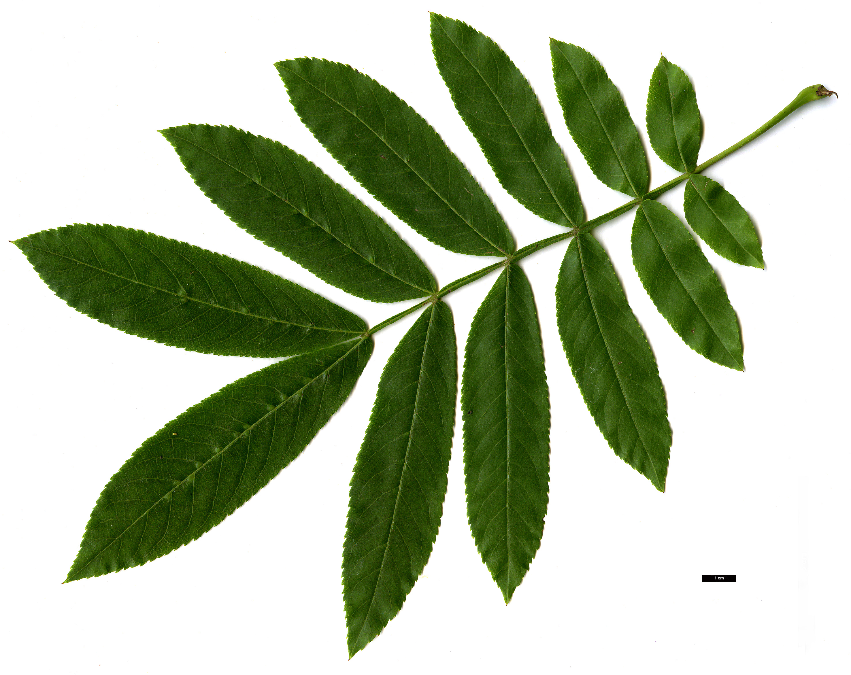 High resolution image: Family: Juglandaceae - Genus: Pterocarya - Taxon: stenoptera High resolution image: Family: Juglandaceae - Genus: Pterocarya - Taxon: stenoptera