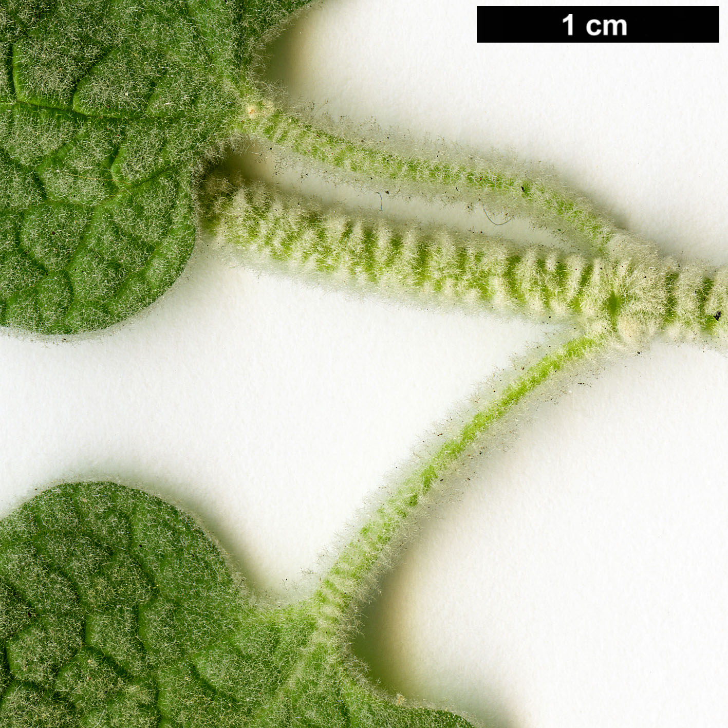 High resolution image: Family: Lamiaceae - Genus: Ballota - Taxon: pseudodictamnus High resolution image: Family: Lamiaceae - Genus: Ballota - Taxon: pseudodictamnus