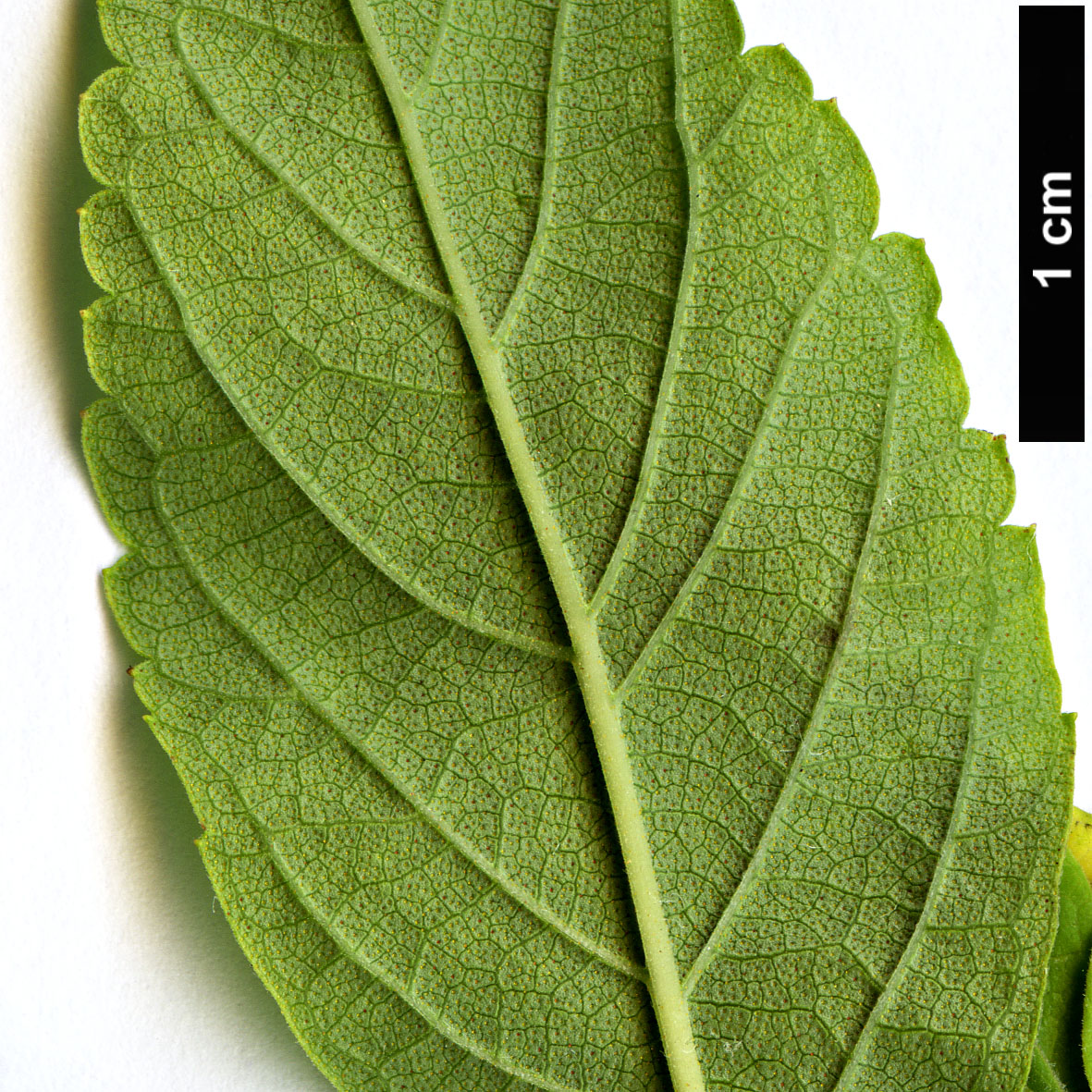 High resolution image: Family: Lamiaceae - Genus: Elsholtzia - Taxon: stauntonii