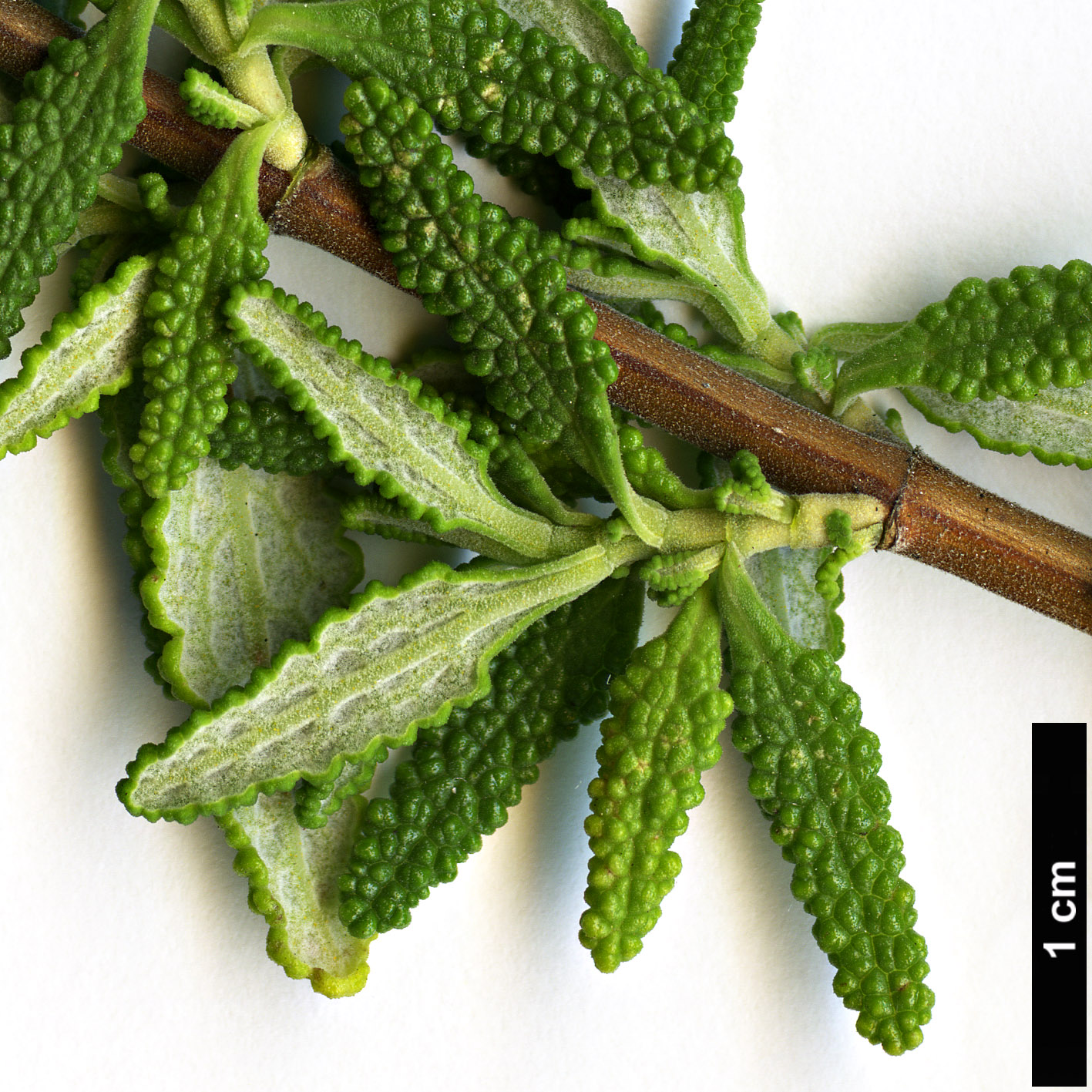 High resolution image: Family: Lamiaceae - Genus: Lepechinia - Taxon: chamaedryoides