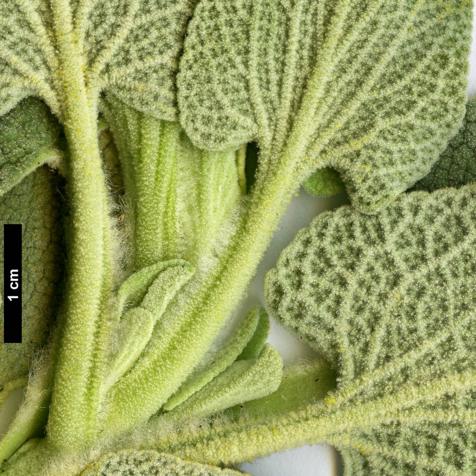 High resolution image: Family: Lamiaceae - Genus: Phlomis - Taxon: chrysophylla High resolution image: Family: Lamiaceae - Genus: Phlomis - Taxon: chrysophylla