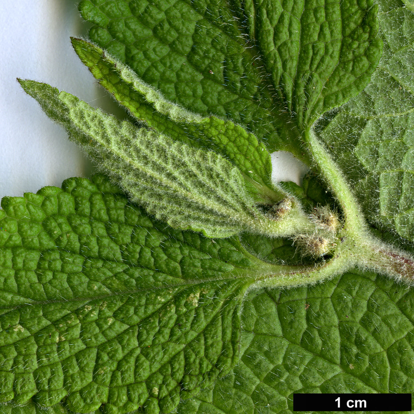 High resolution image: Family: Lamiaceae - Genus: Phlomis - Taxon: longifolia High resolution image: Family: Lamiaceae - Genus: Phlomis - Taxon: longifolia