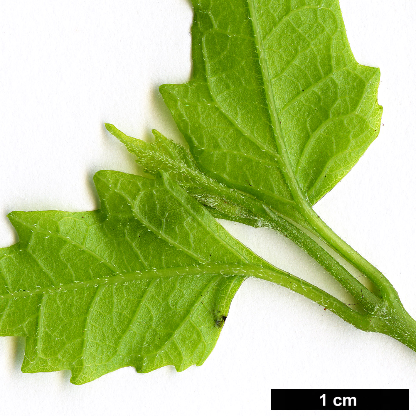 High resolution image: Family: Lamiaceae - Genus: Premna - Taxon: microphylla High resolution image: Family: Lamiaceae - Genus: Premna - Taxon: microphylla