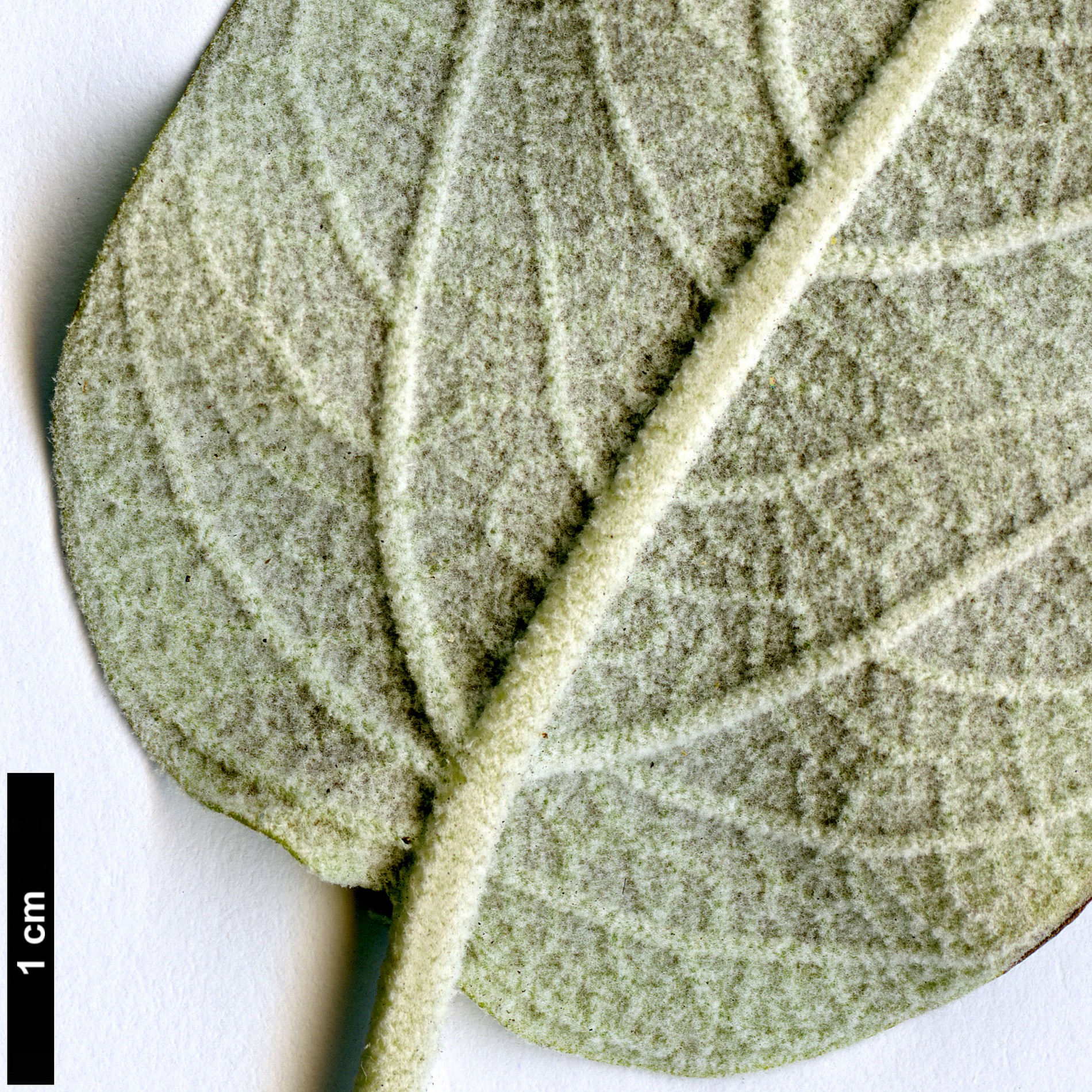 High resolution image: Family: Lamiaceae - Genus: Salvia - Taxon: discolor