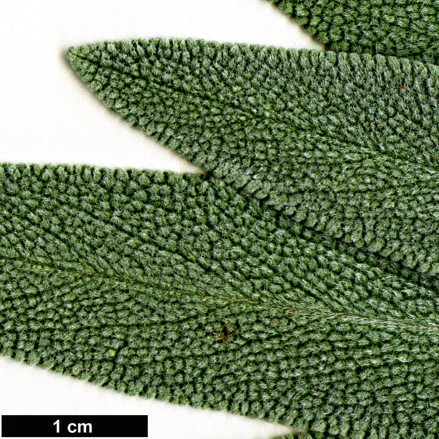 High resolution image: Family: Lamiaceae - Genus: Salvia - Taxon: officinalis High resolution image: Family: Lamiaceae - Genus: Salvia - Taxon: officinalis